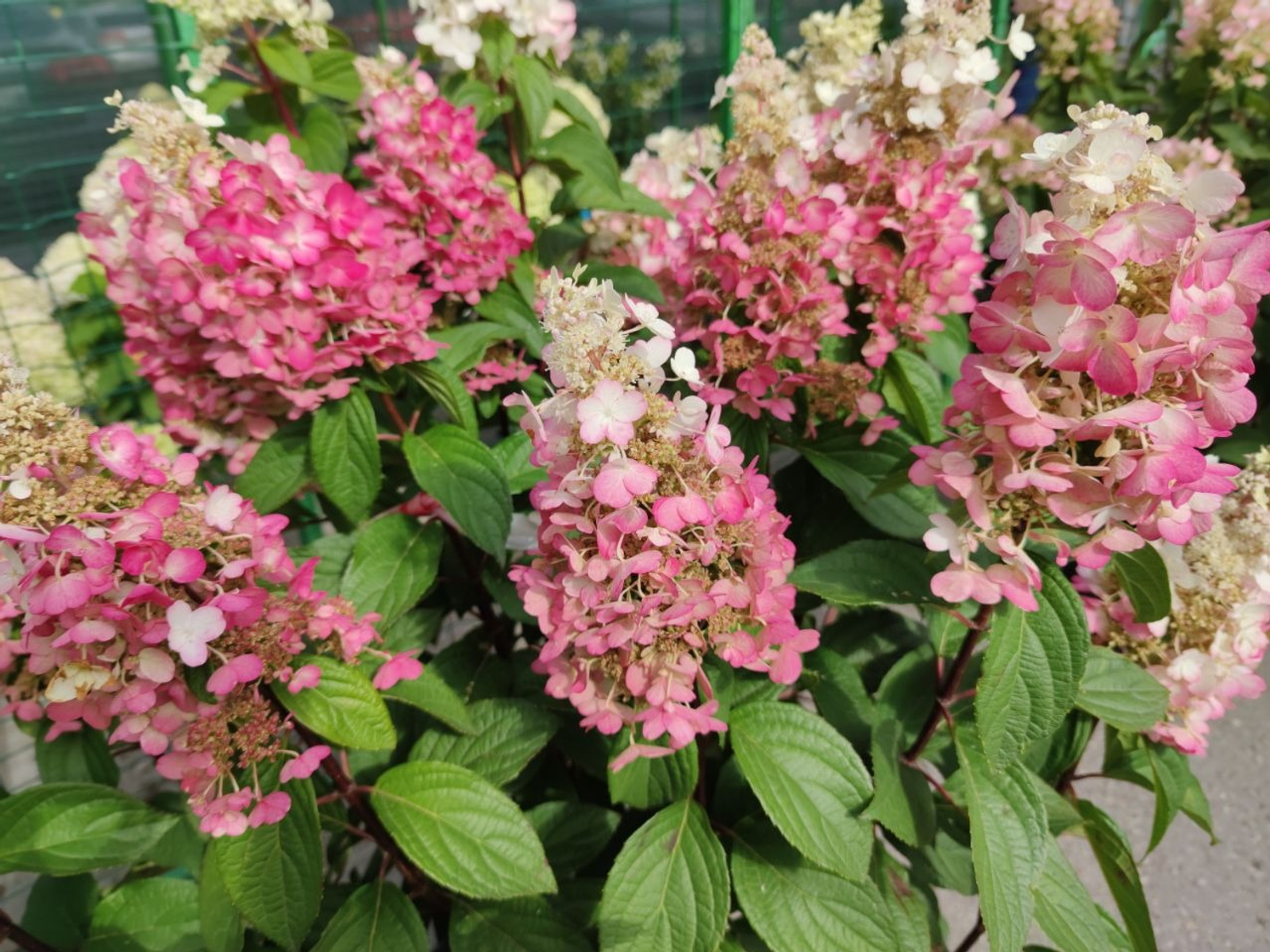 Дарьи Святохиной.