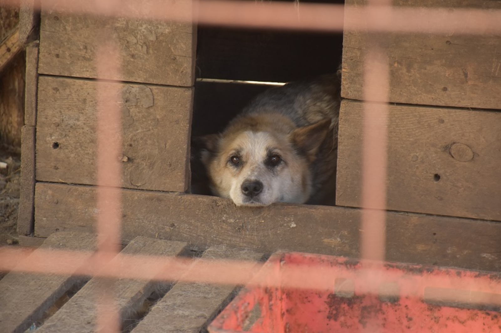 Фото автора.