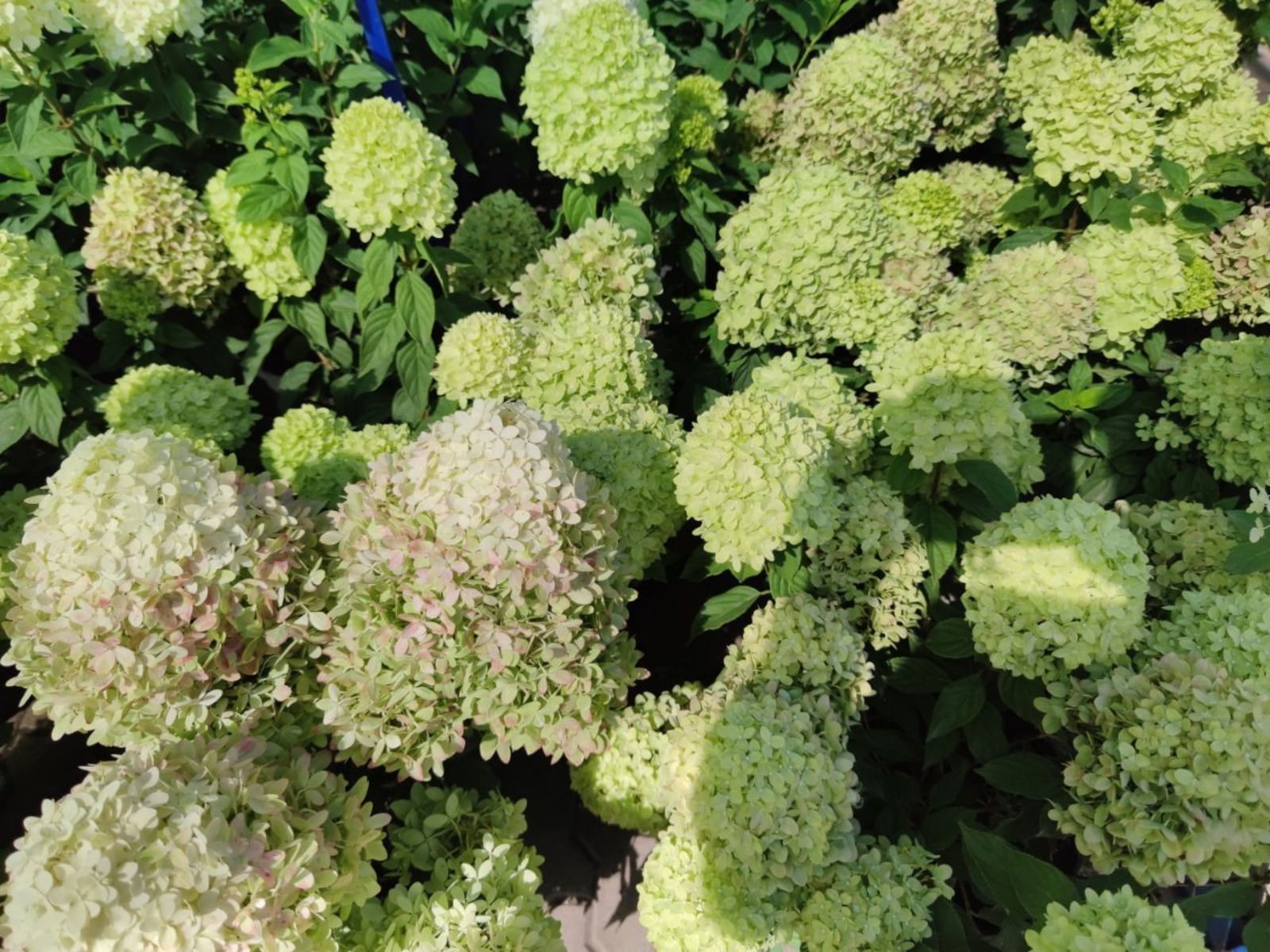 Дарьи Святохиной.