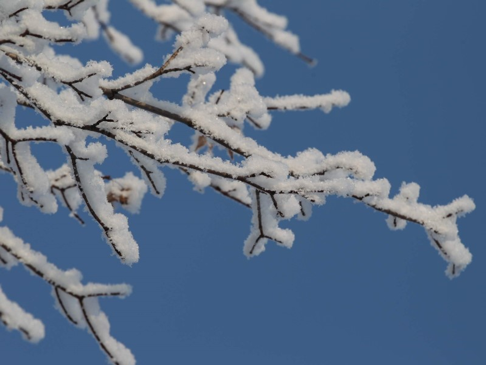 Фото Олега Яровикова.