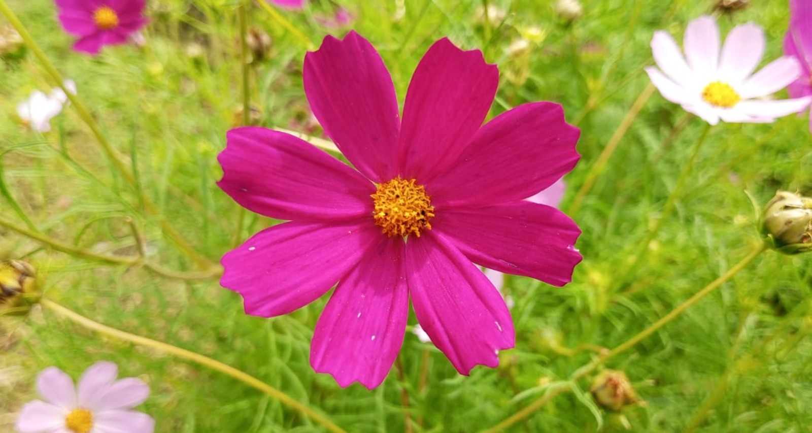 Евгении Сюткиной.