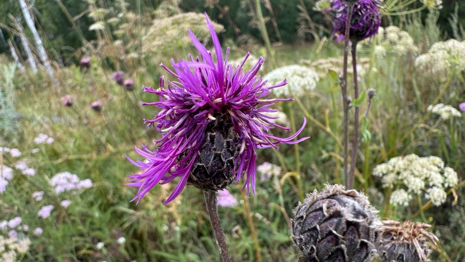 Елены Колоколовой. Елены Колоколовой.
