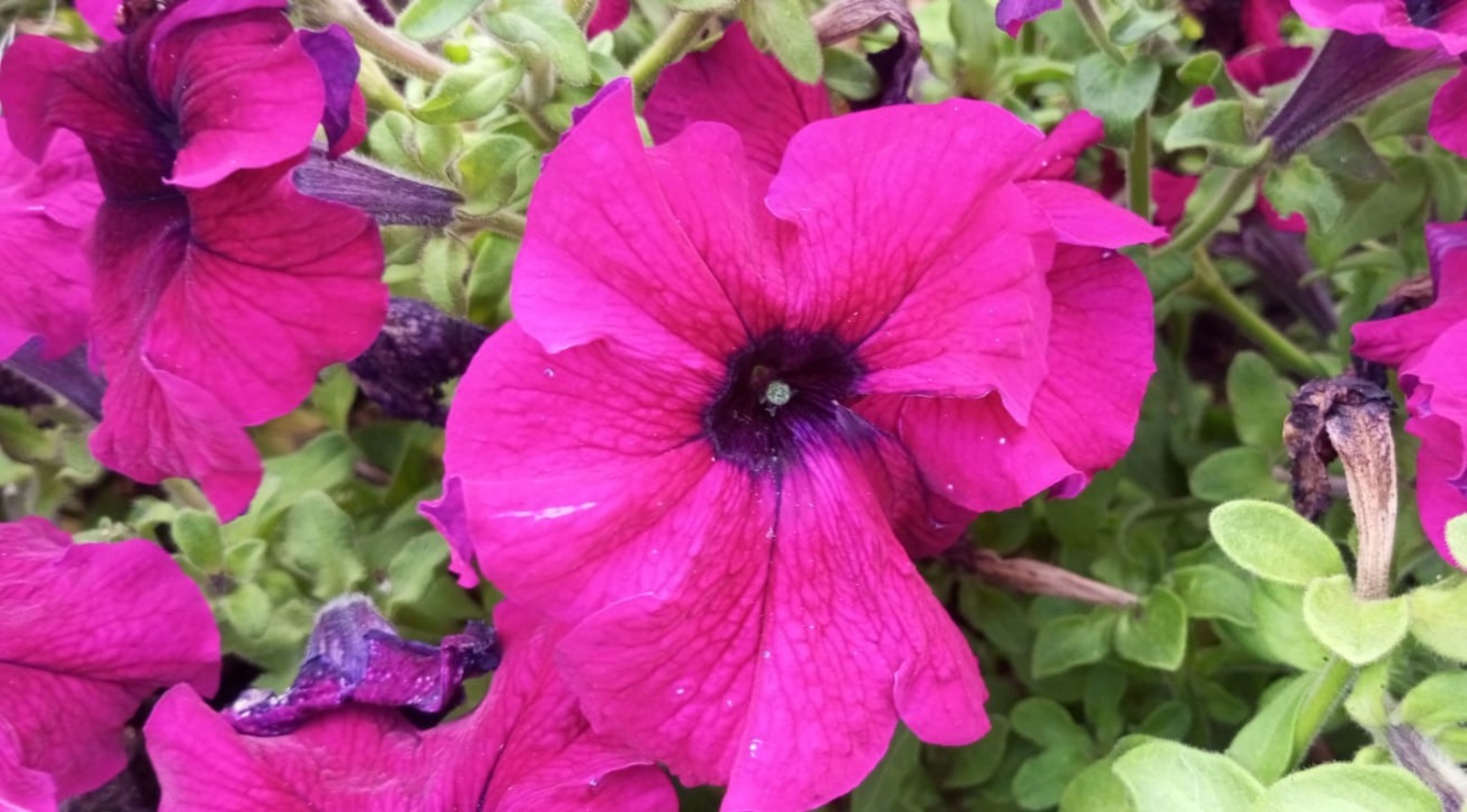 Евгении Сюткиной.