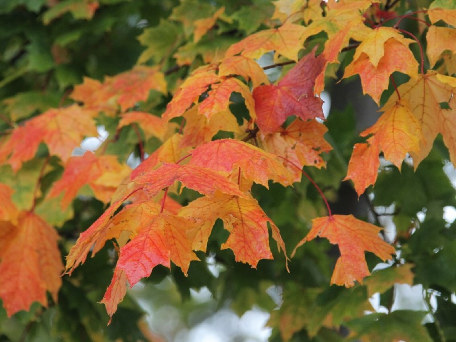 Фото Олега Яровикова.