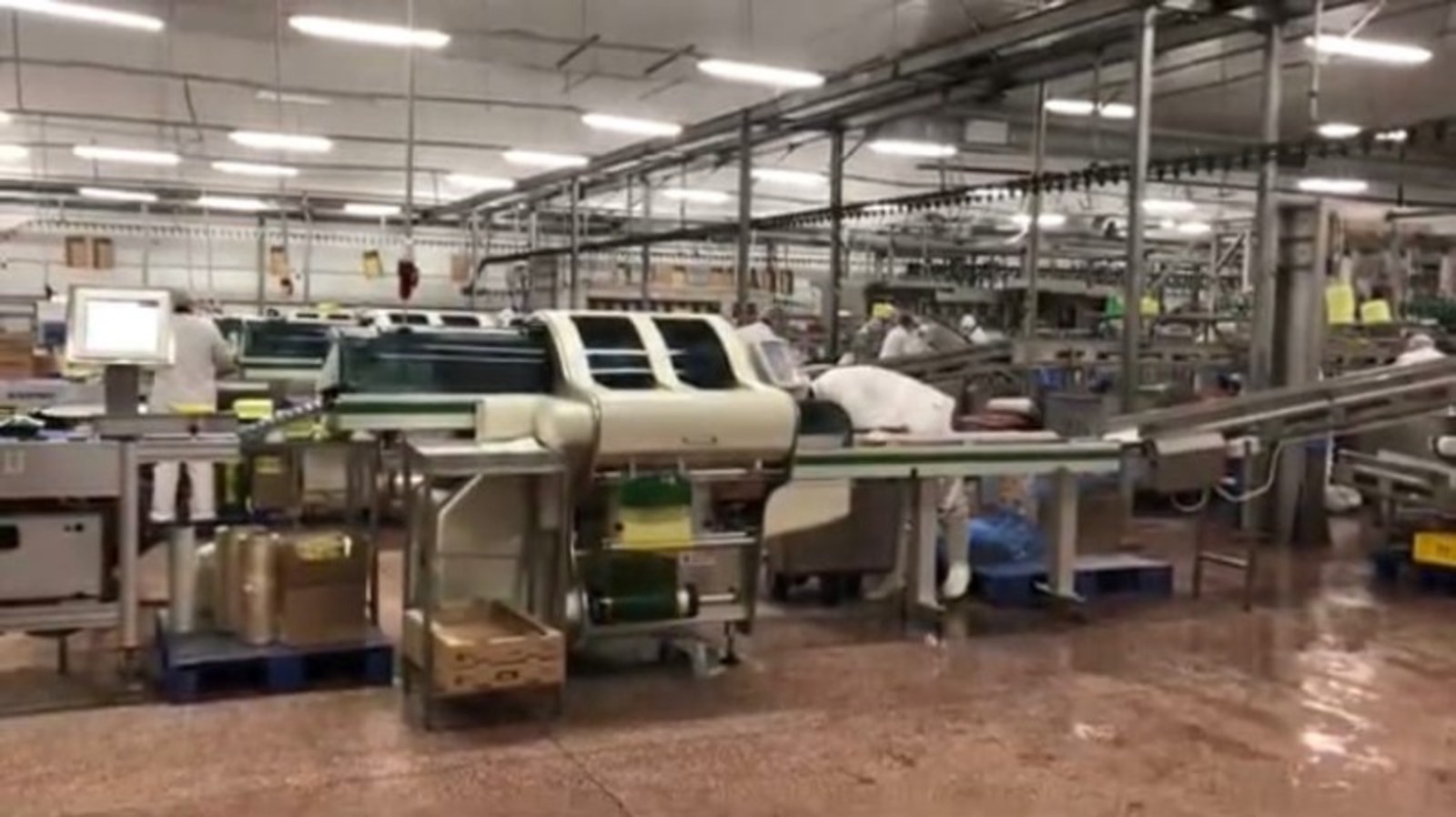 Елены Колоколовой.