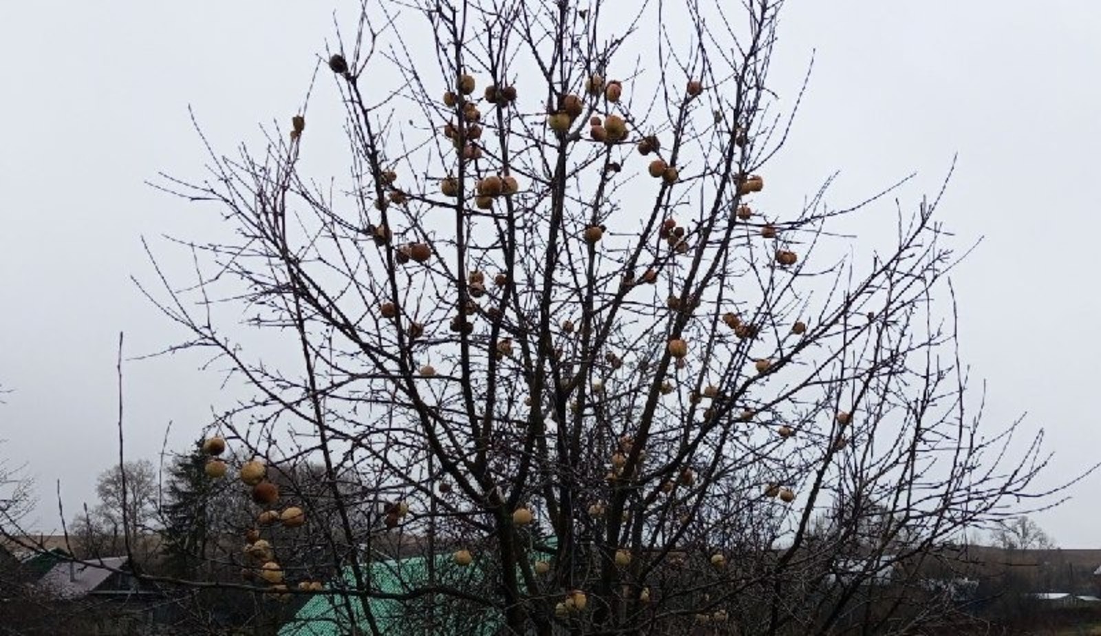 Евгении Сюткиной. «Общественная электронная газета».