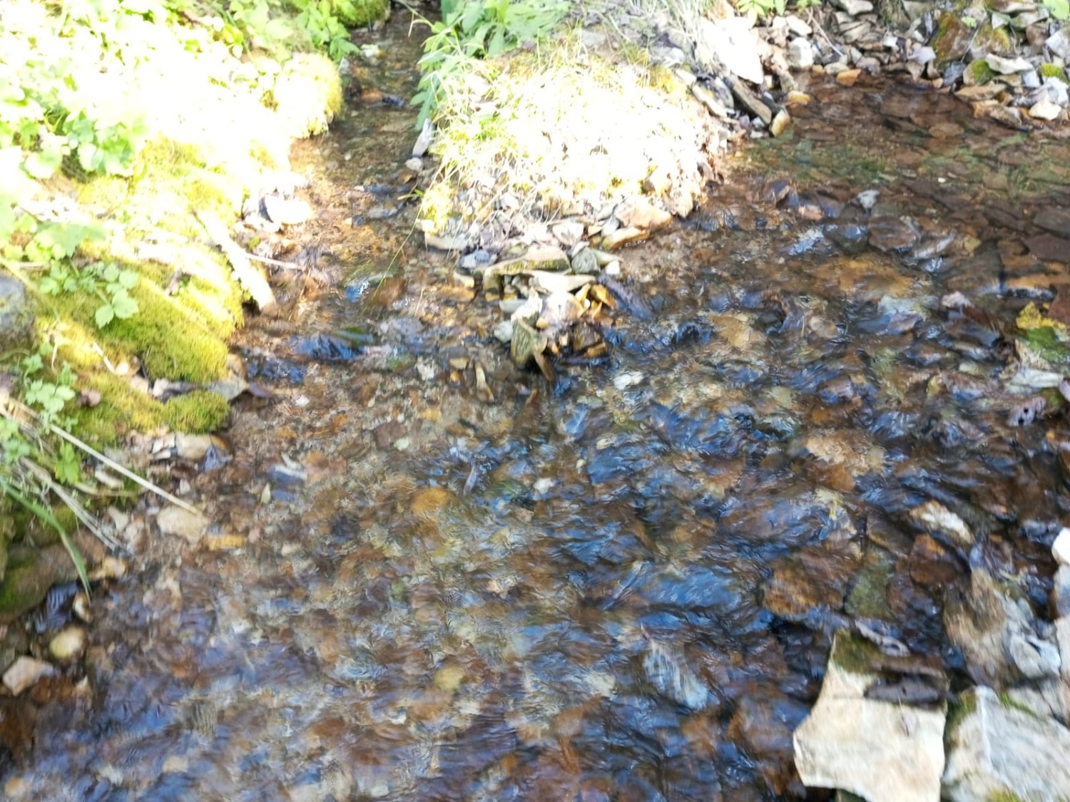 Евгении Сюткиной.