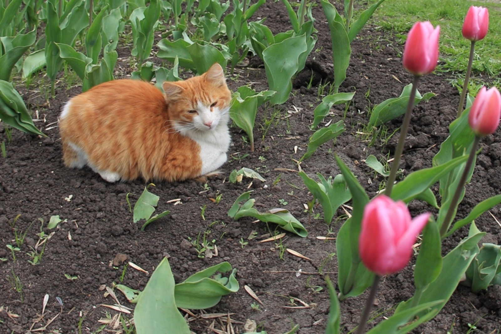 Фото Олега Яровикова.