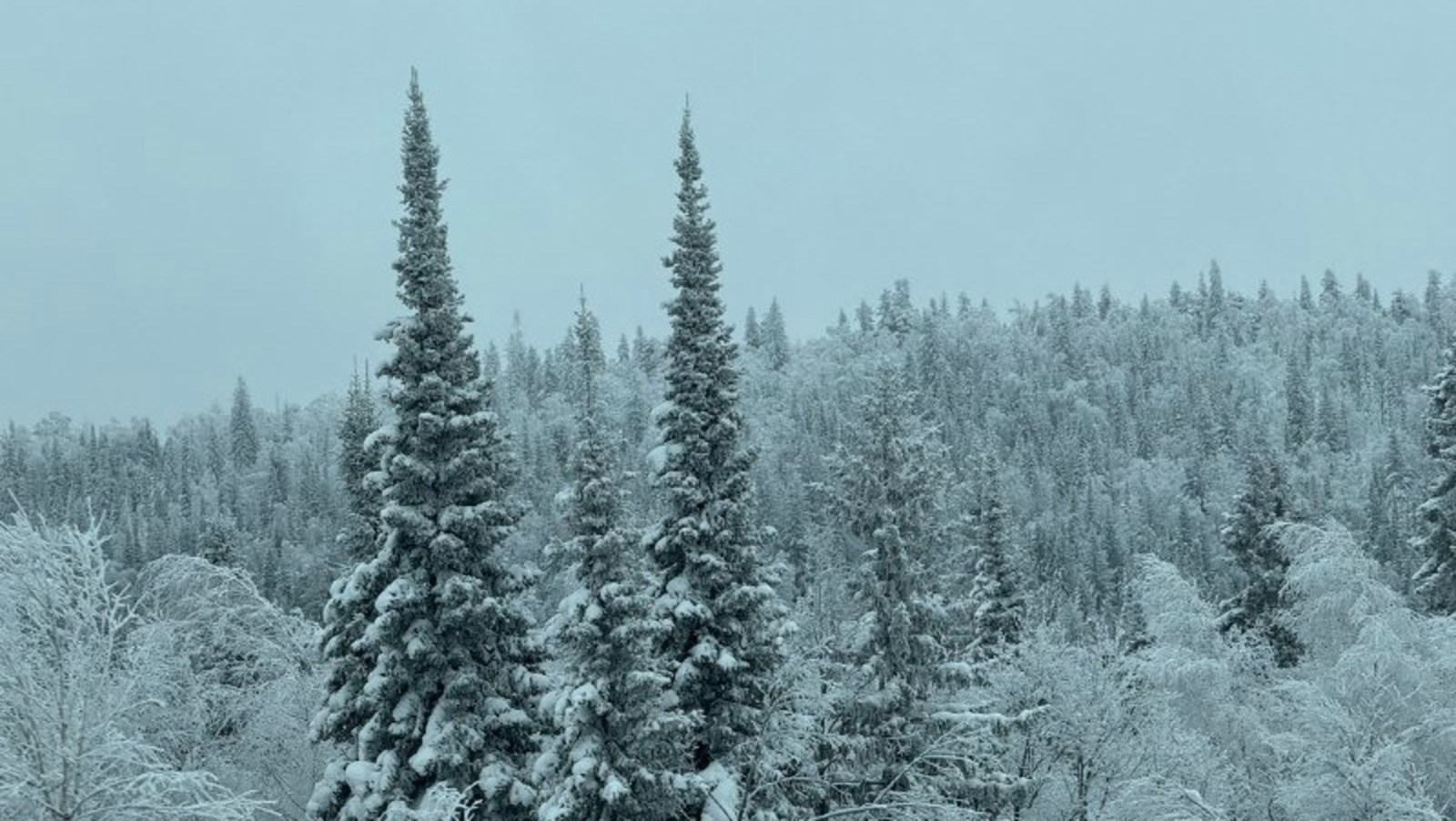 Елены Колоколовой.  «Общественная электронная газета».