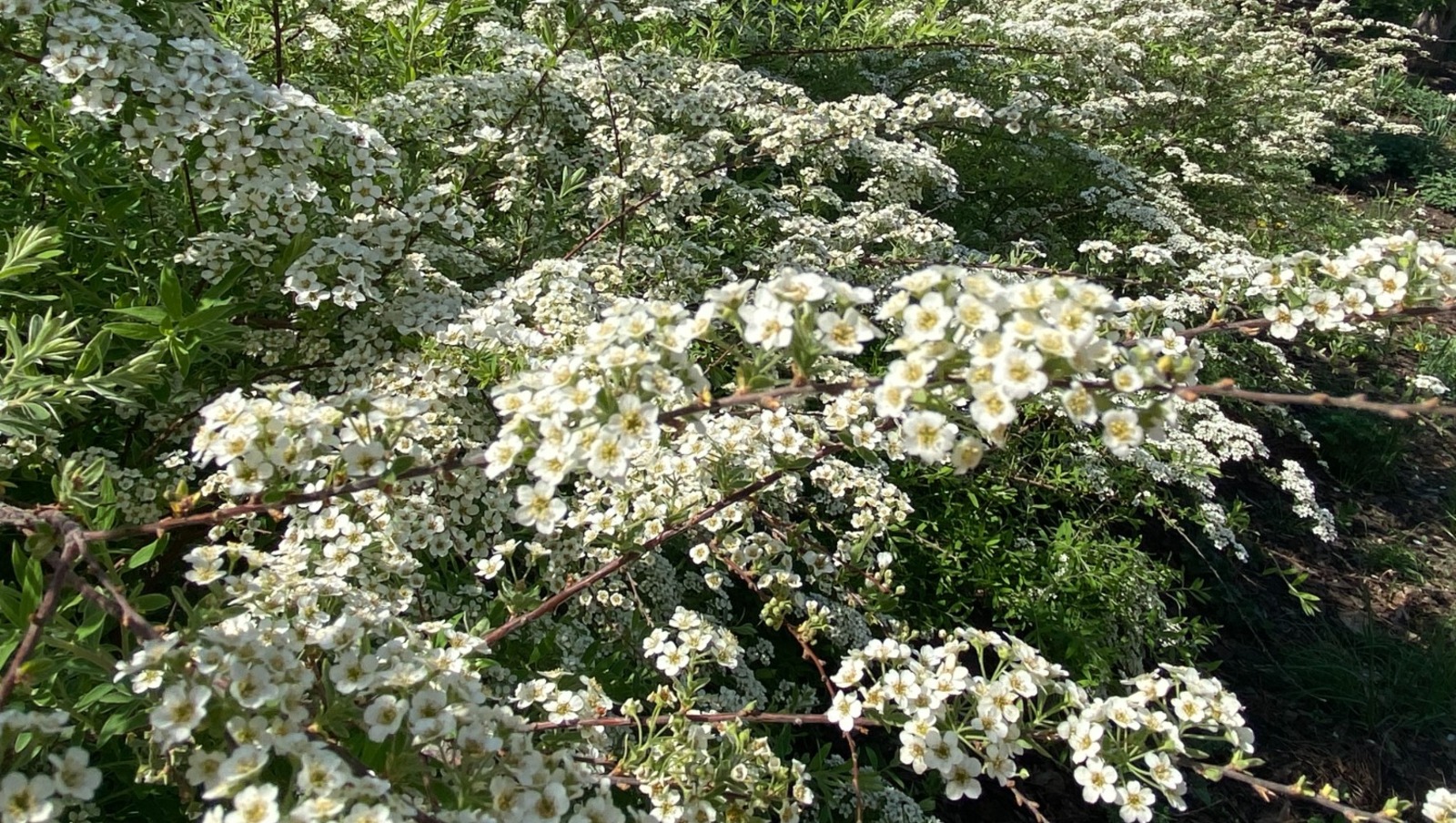 Елены Колоколовой.