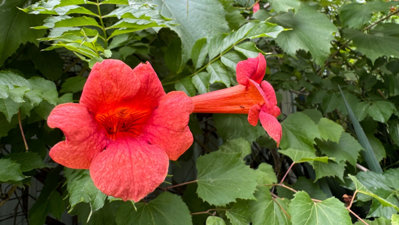 Елены Колоколовой.