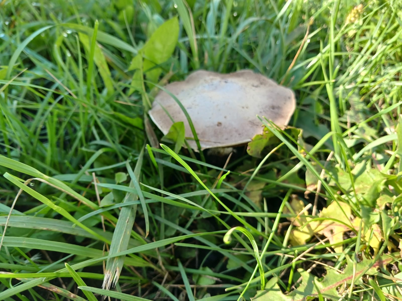 Васили Саитовой.