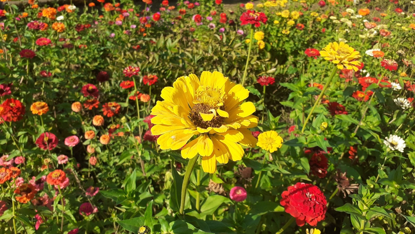 Владимира Шакиева.