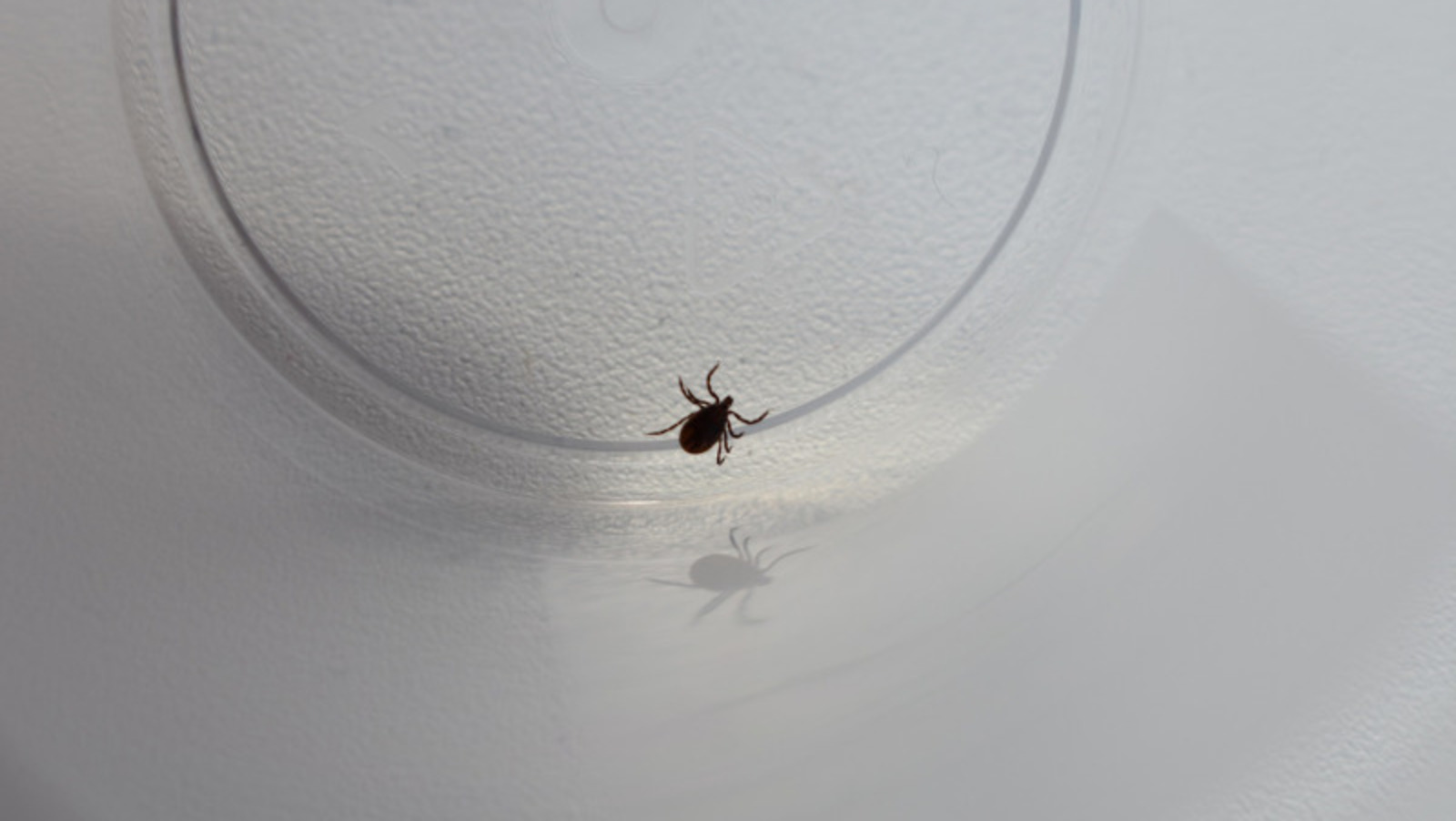 Елены Колоколовой.