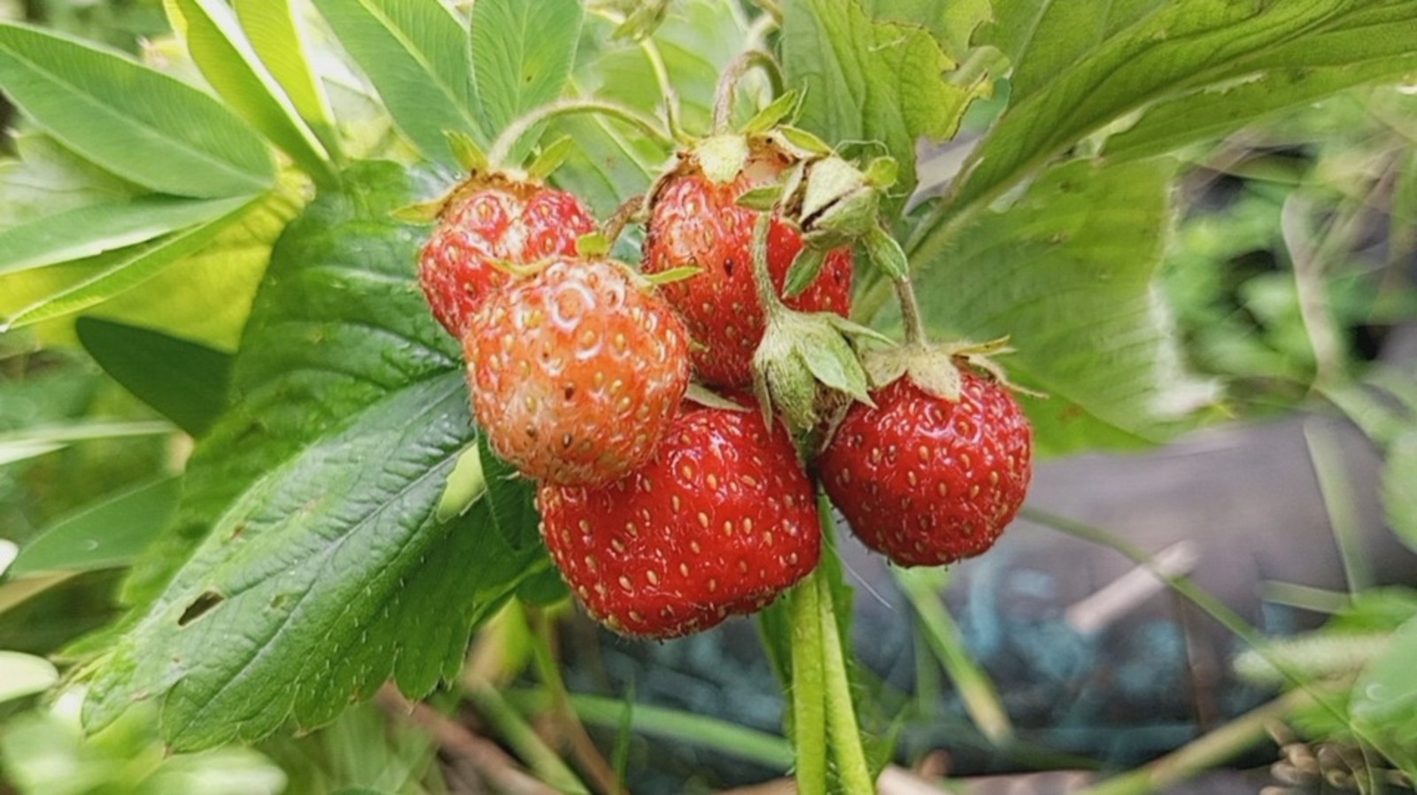 Евгении Сюткиной.