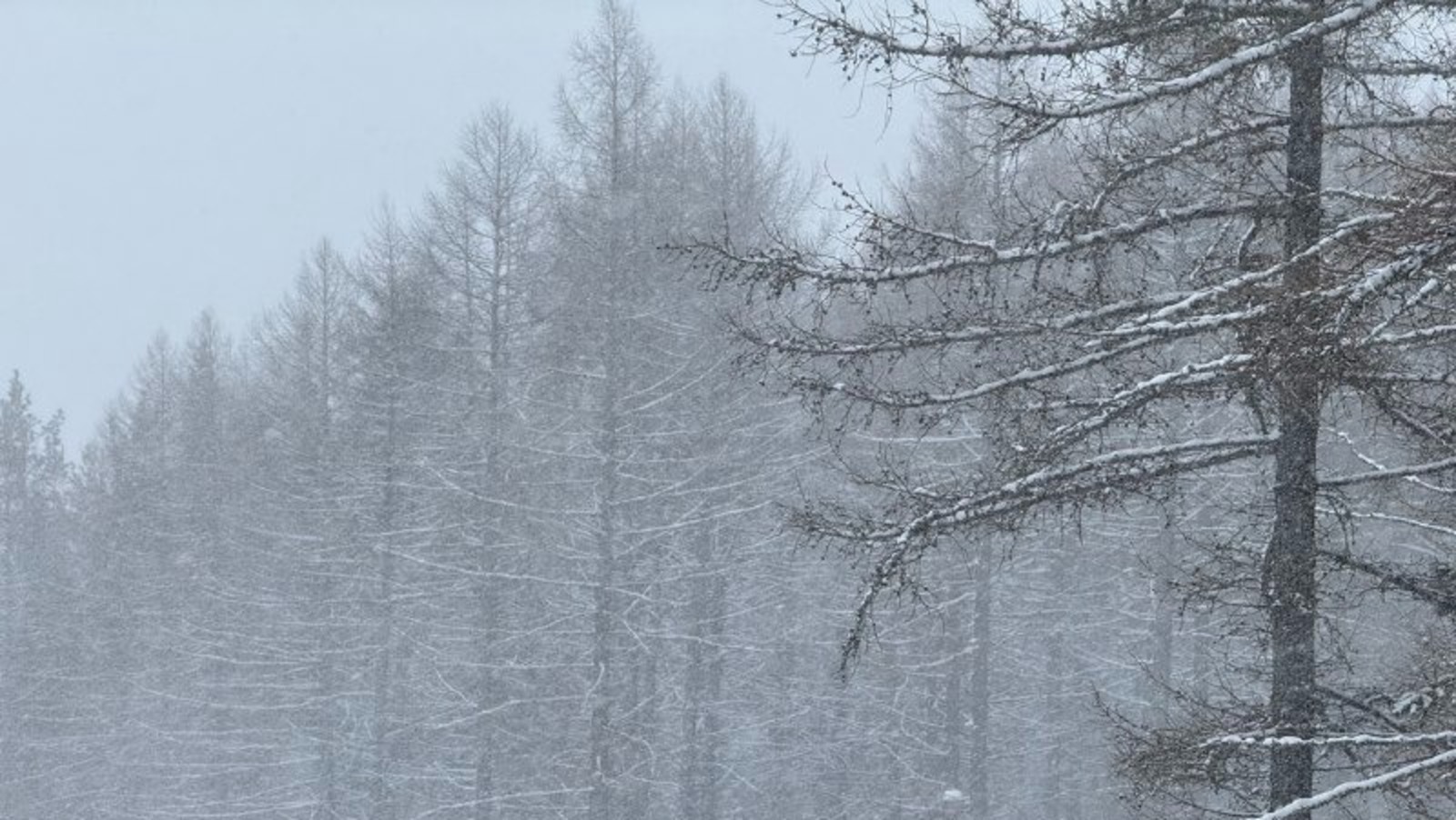 Елены Колоколовой.  «Общественная электронная газета». В Башкирии похолодает до -25 градусов.