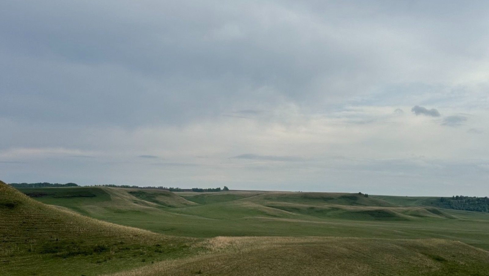 Елены Колоколовой.