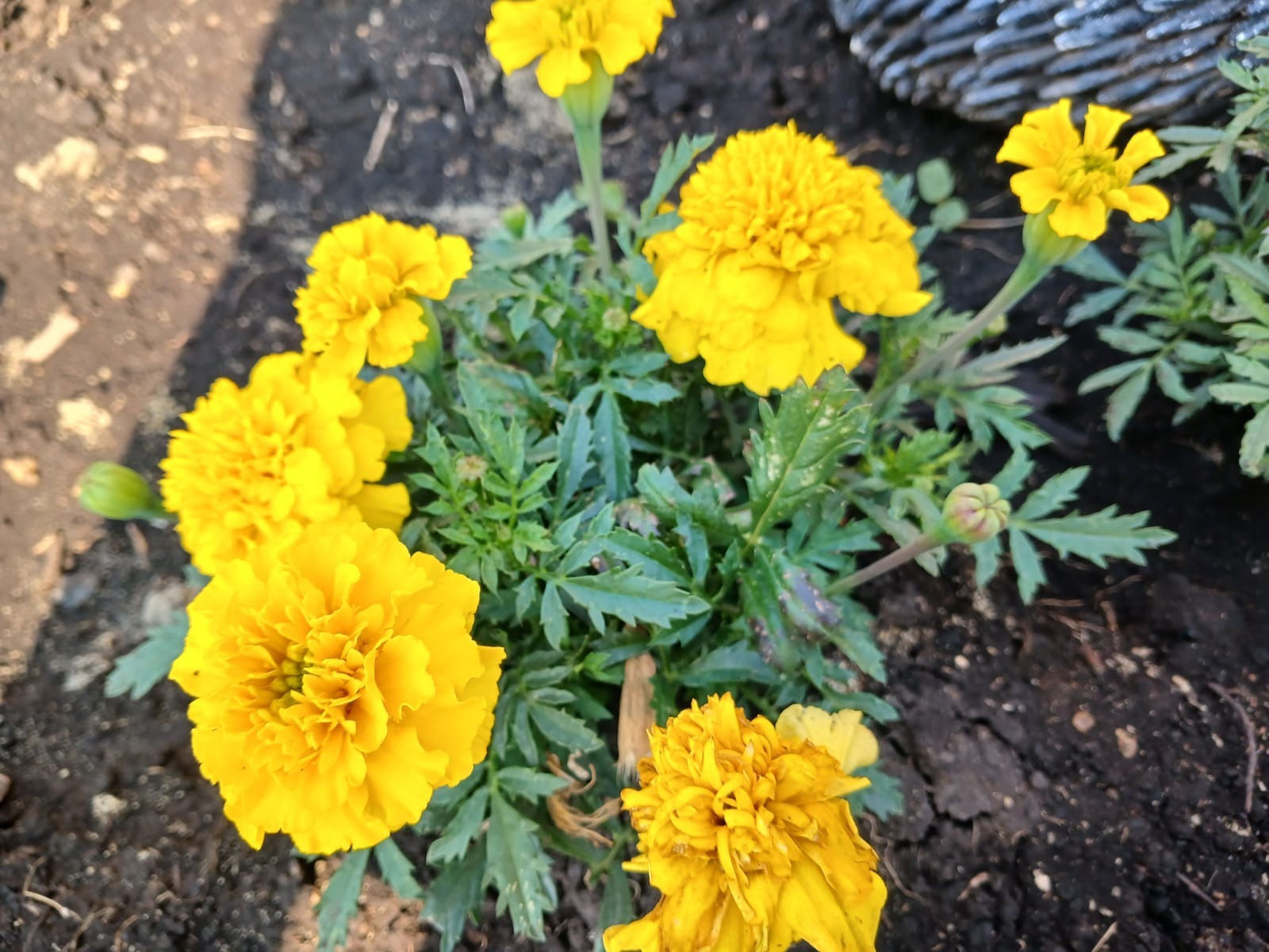 Васили Саитовой.