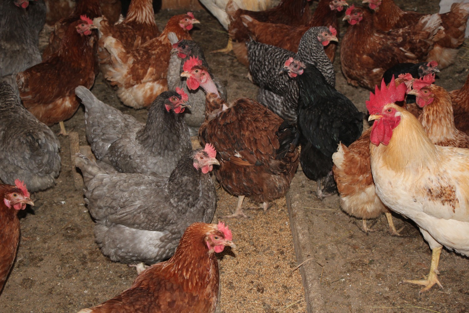 Евгении Сюткиной.