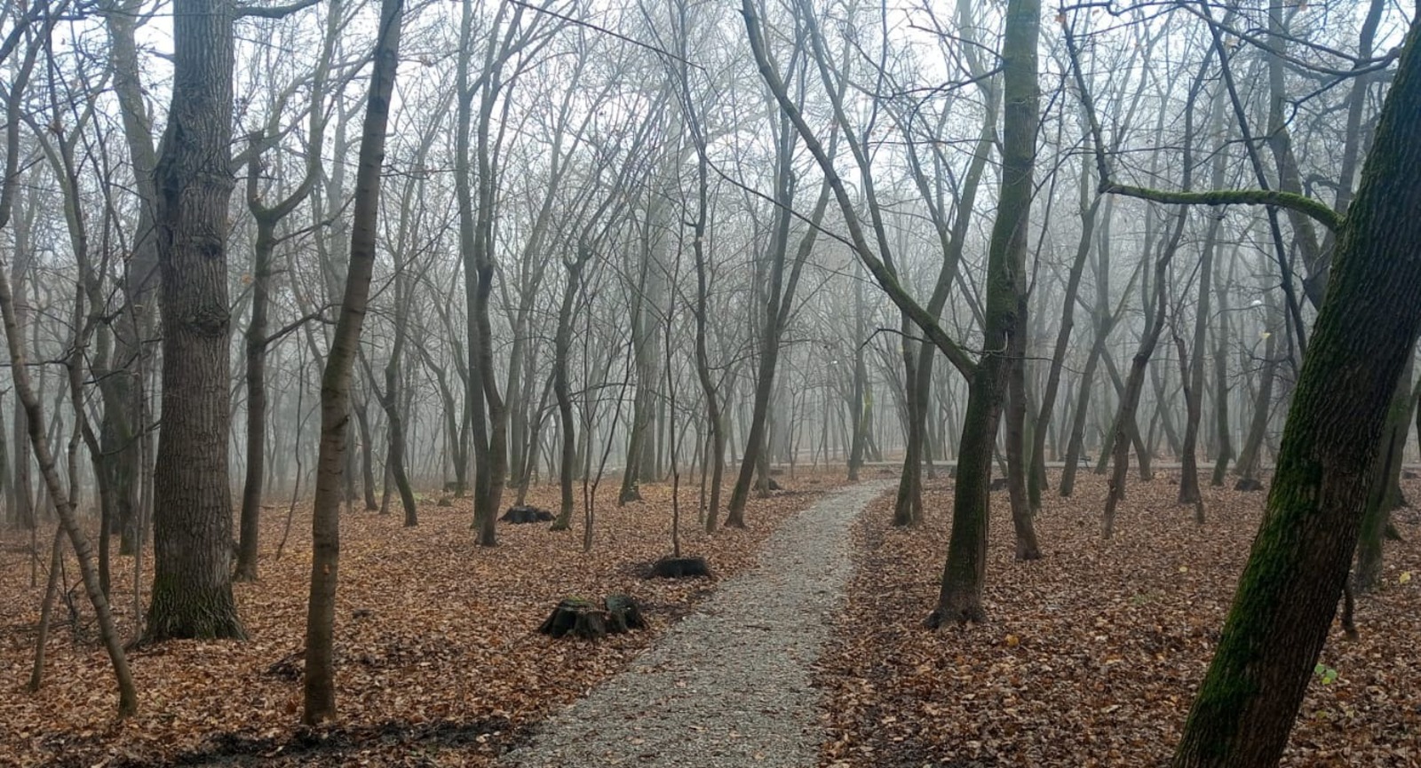 Евгении Сюткиной. "Общественная электронная газета".
