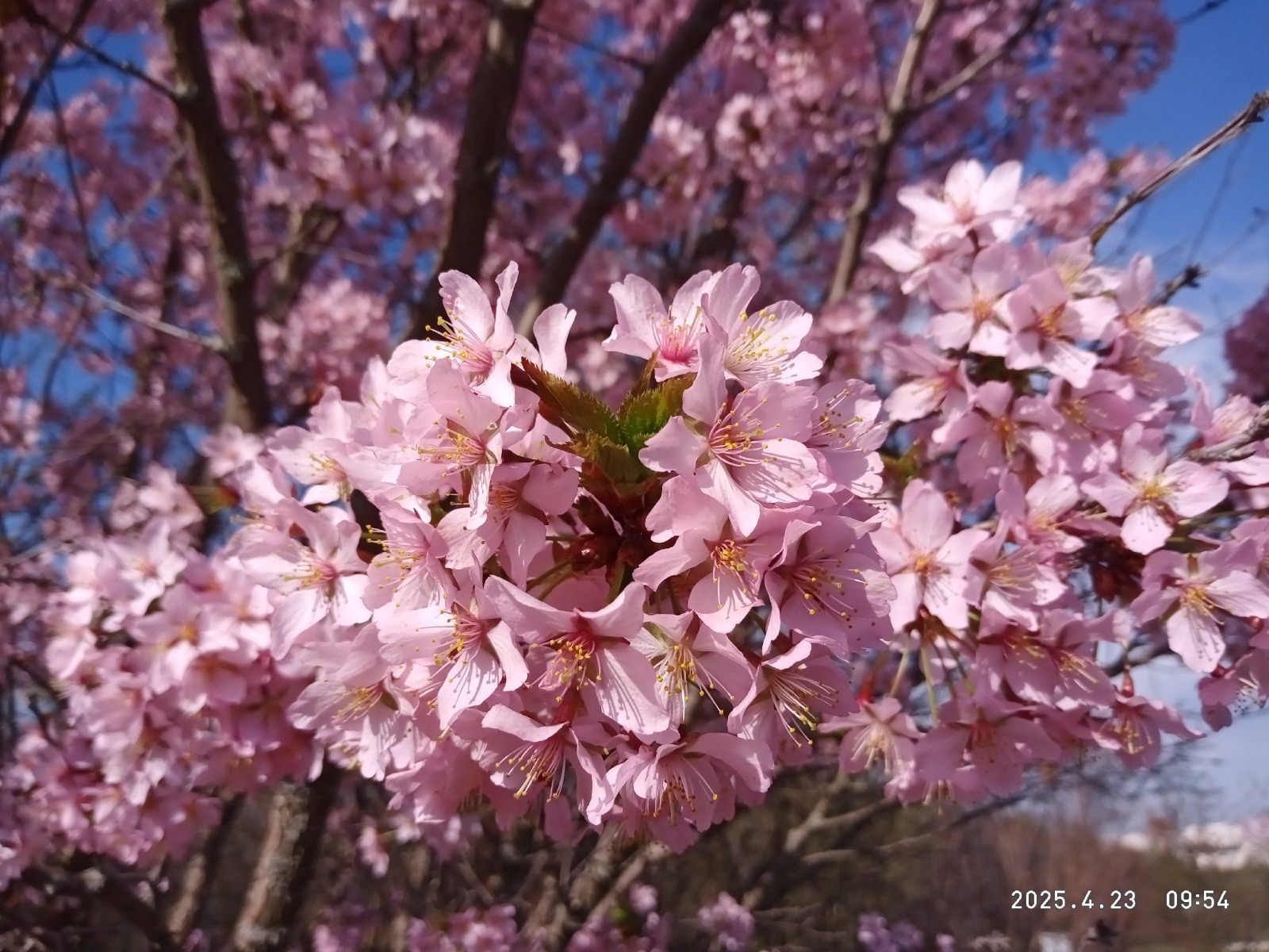 фото Южно-Уральского ботанического сада.