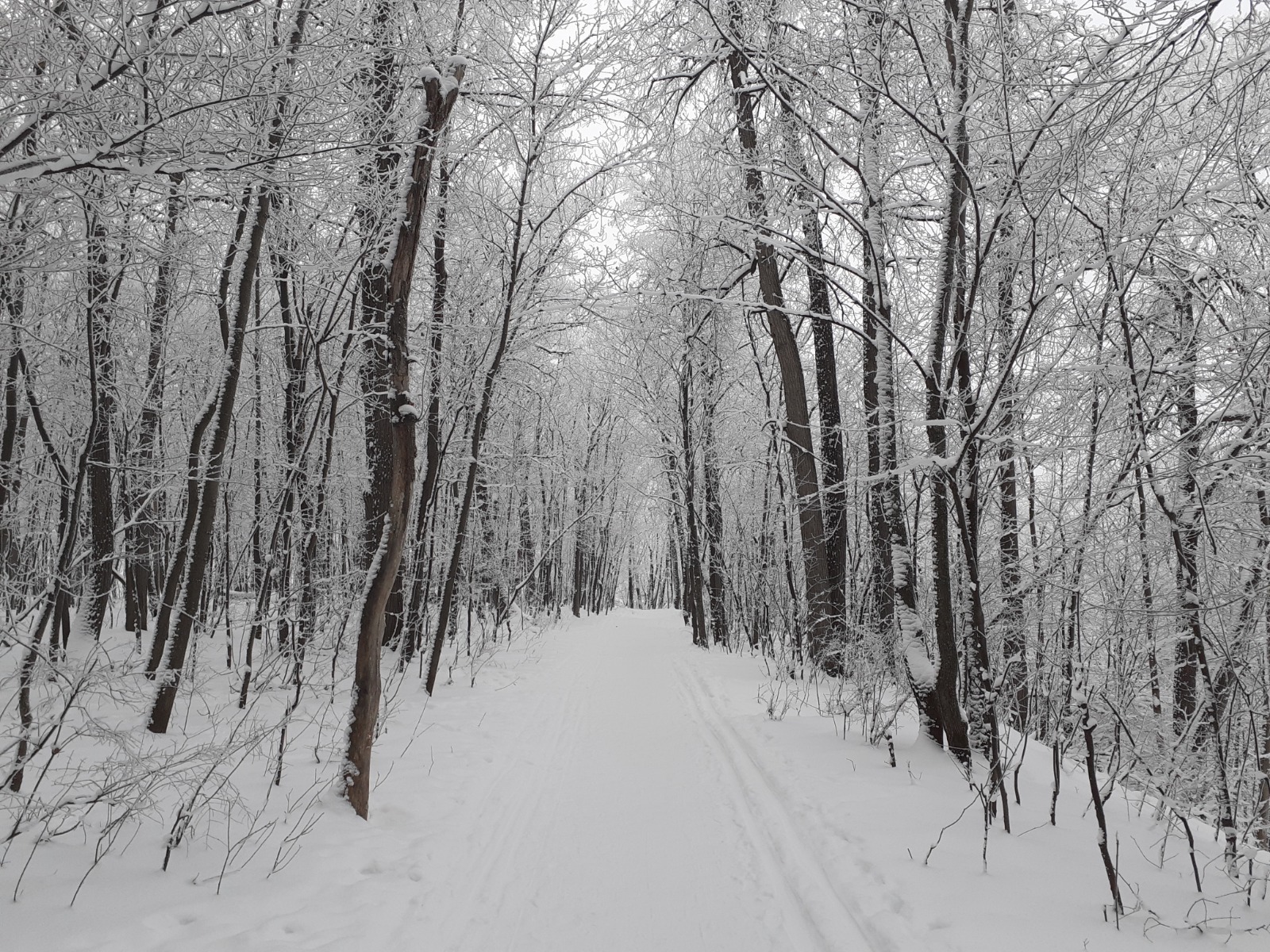 Владимира Шакиева.