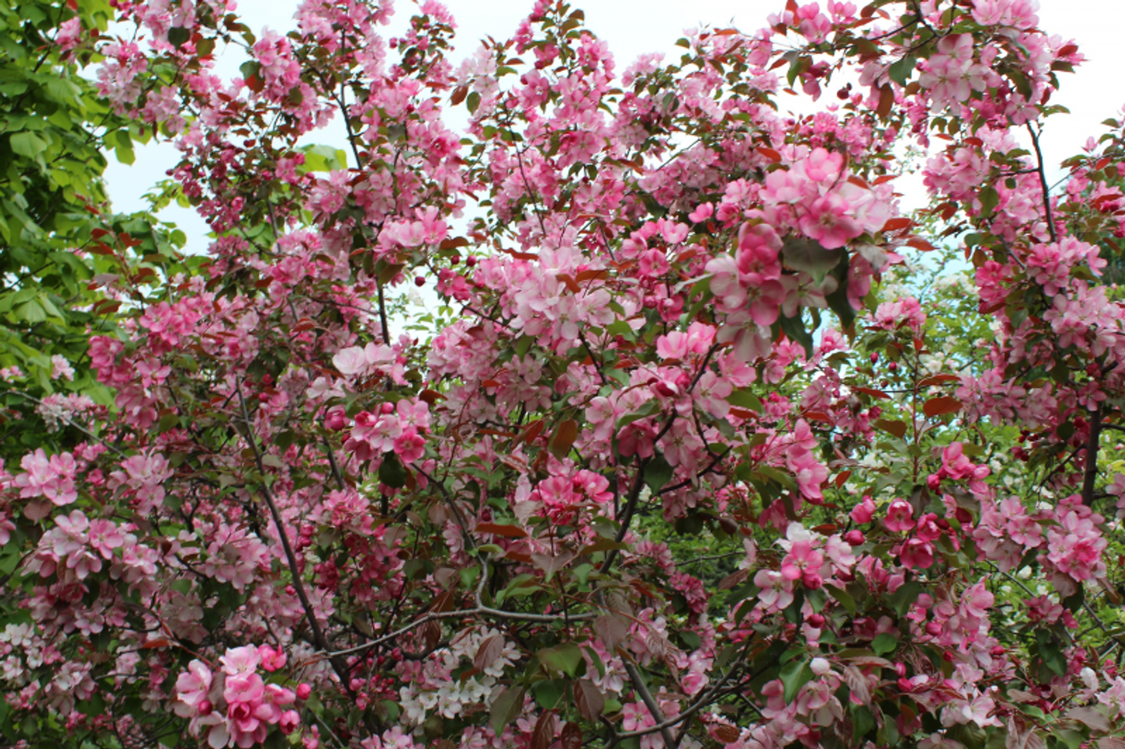 Фото автора.