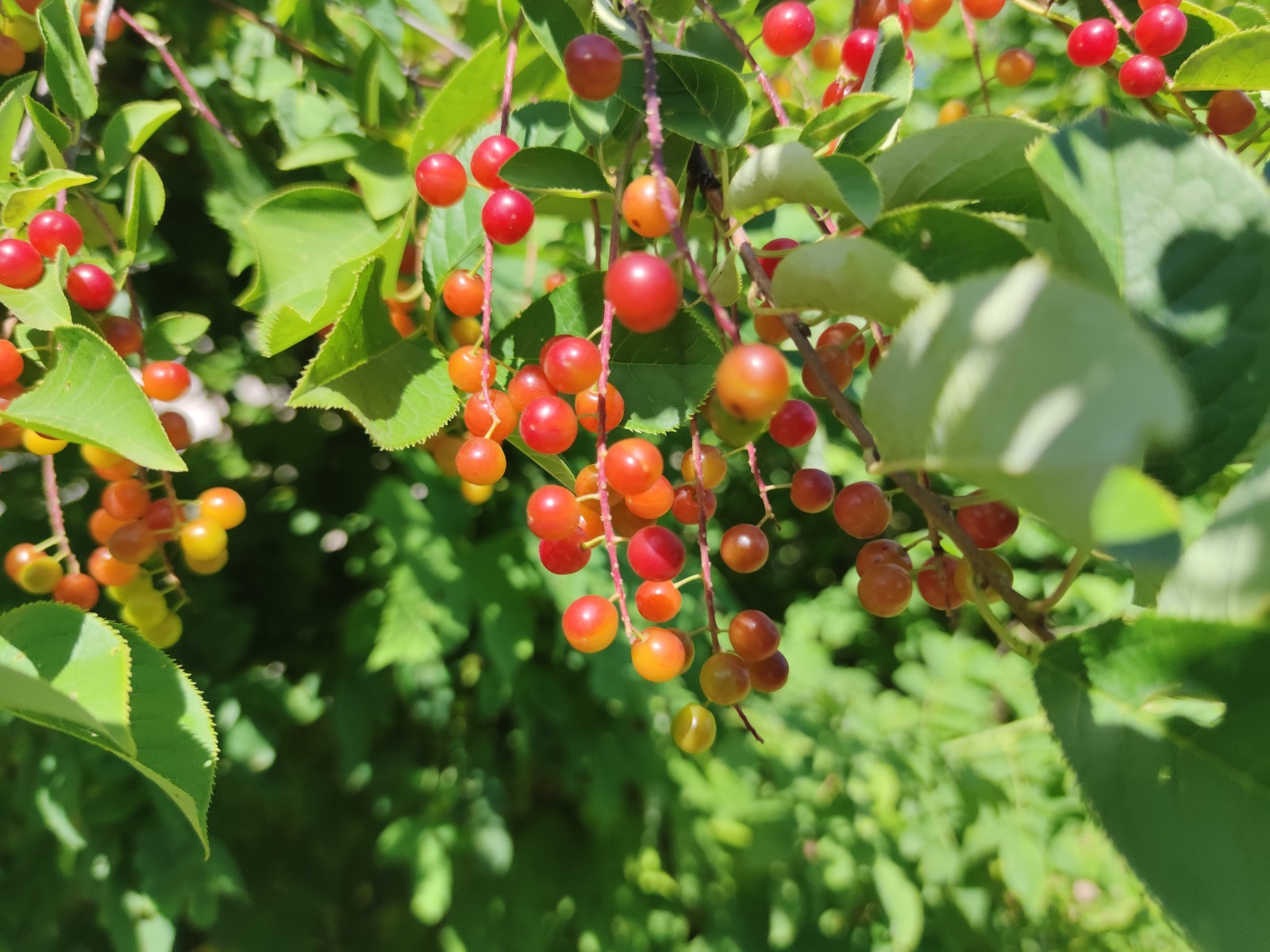 Дарьи Святохиной. «Общественная электронная газета».