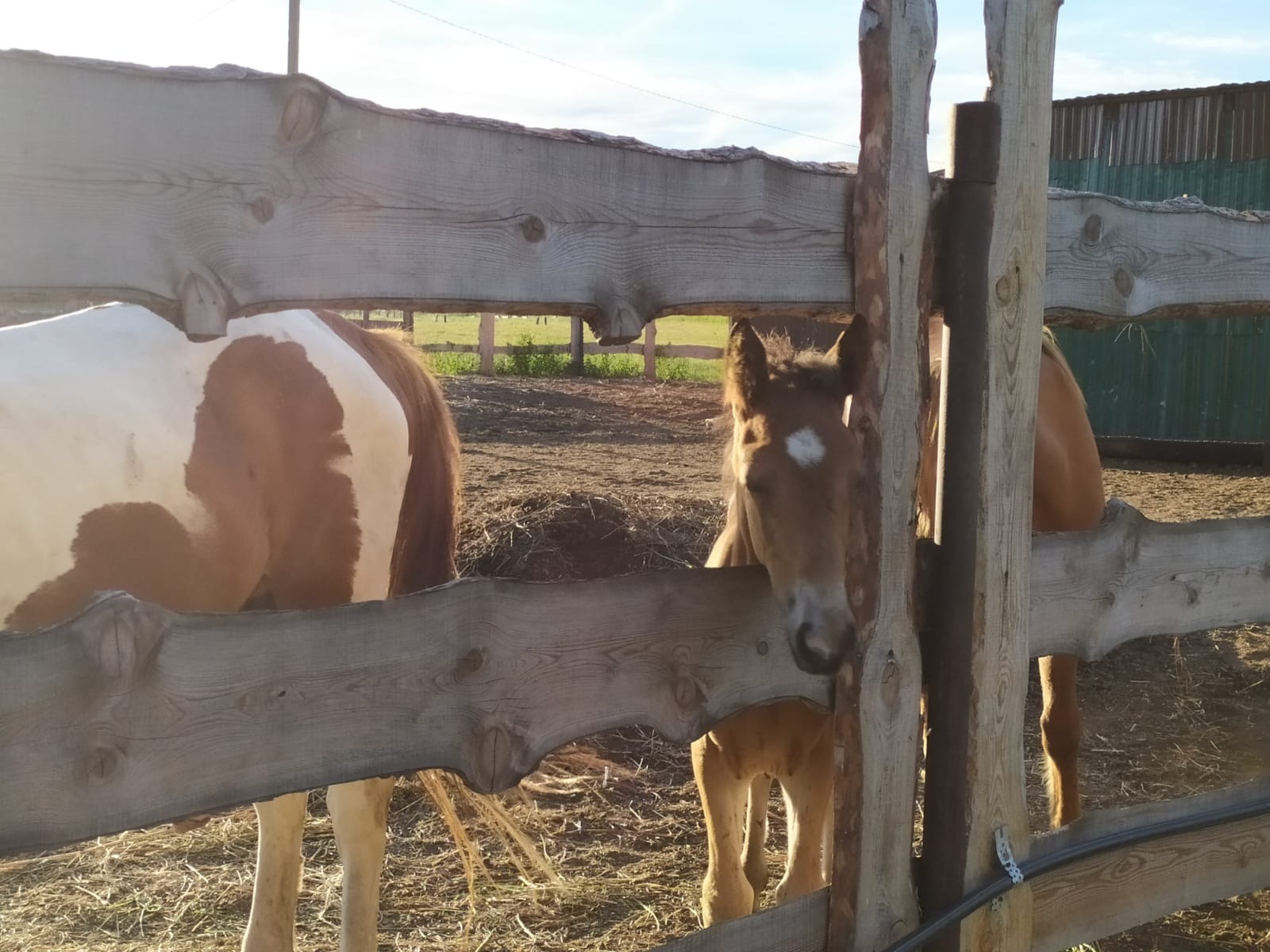 Васили Саитовой.