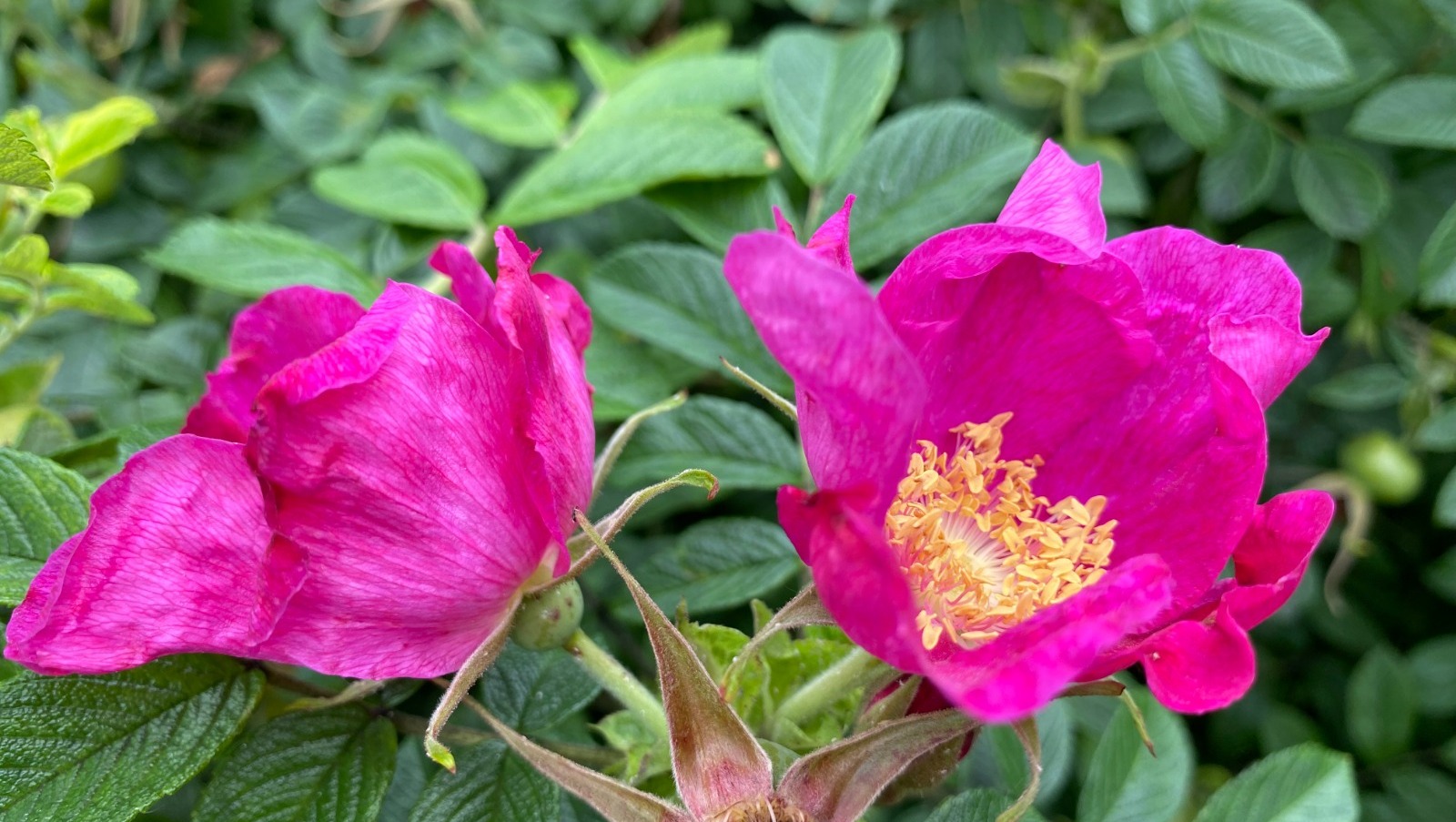 Елены Колоколовой.