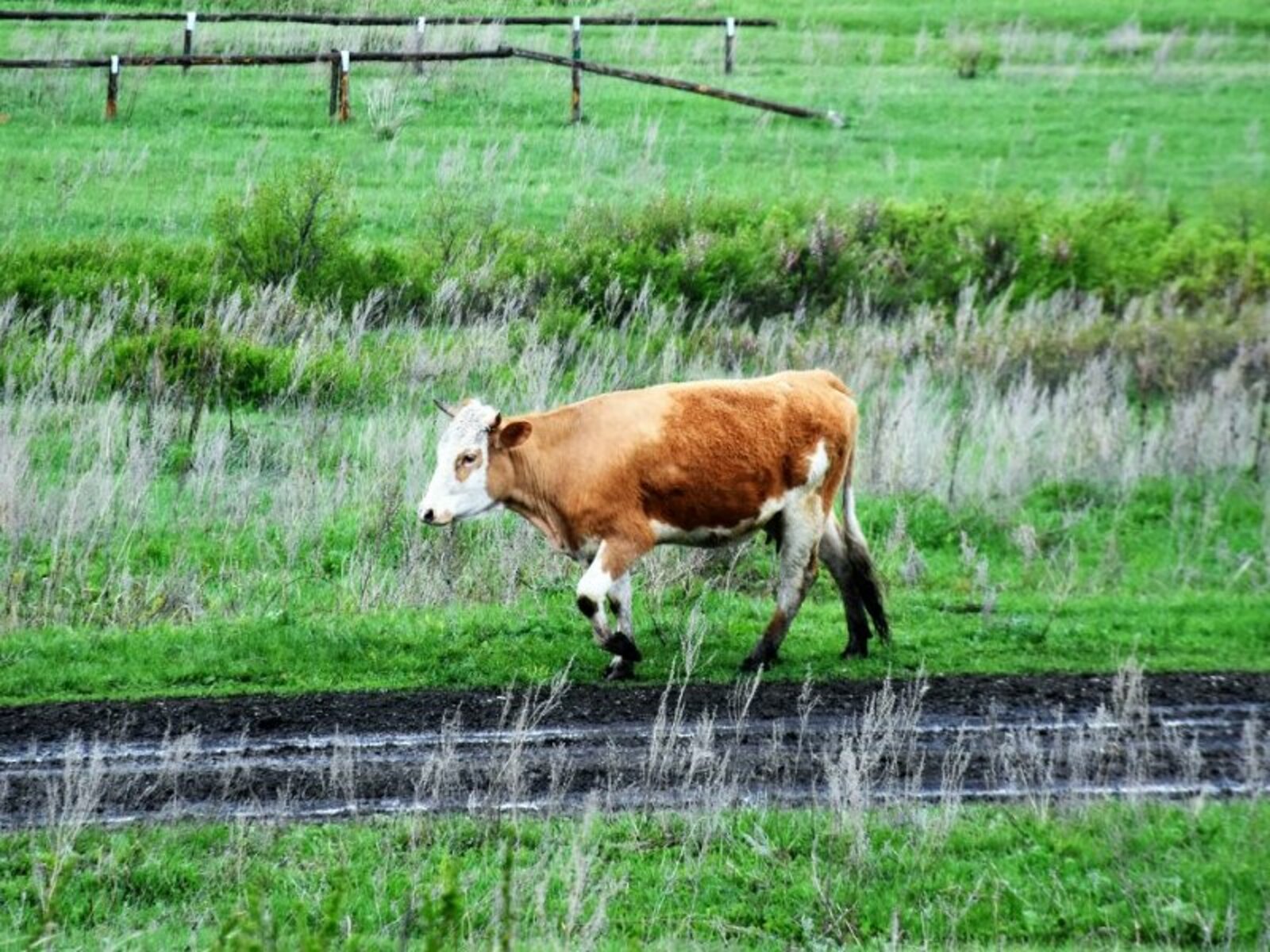 Фото Елены Колоколовой.