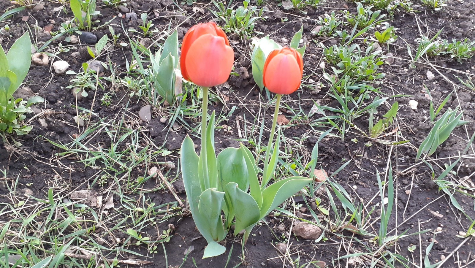 Владимира Шакиева. «Общественная электронная газета».