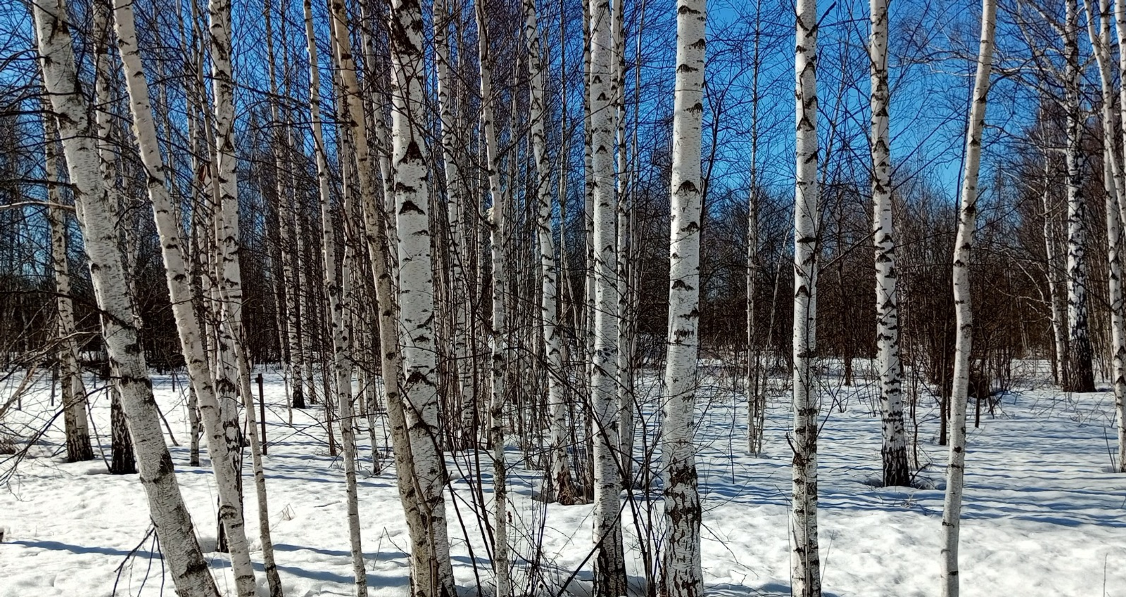 Евгении Сюткиной. «Общественная электронная газета».