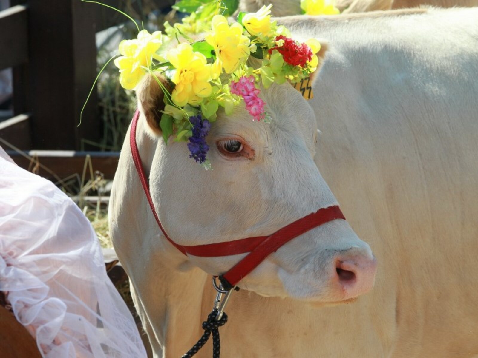 Фото Олега Яровикова.