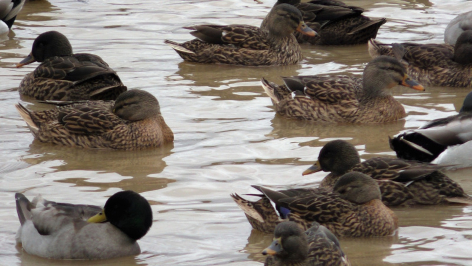 Фото Альмира Сибагатуллина.
