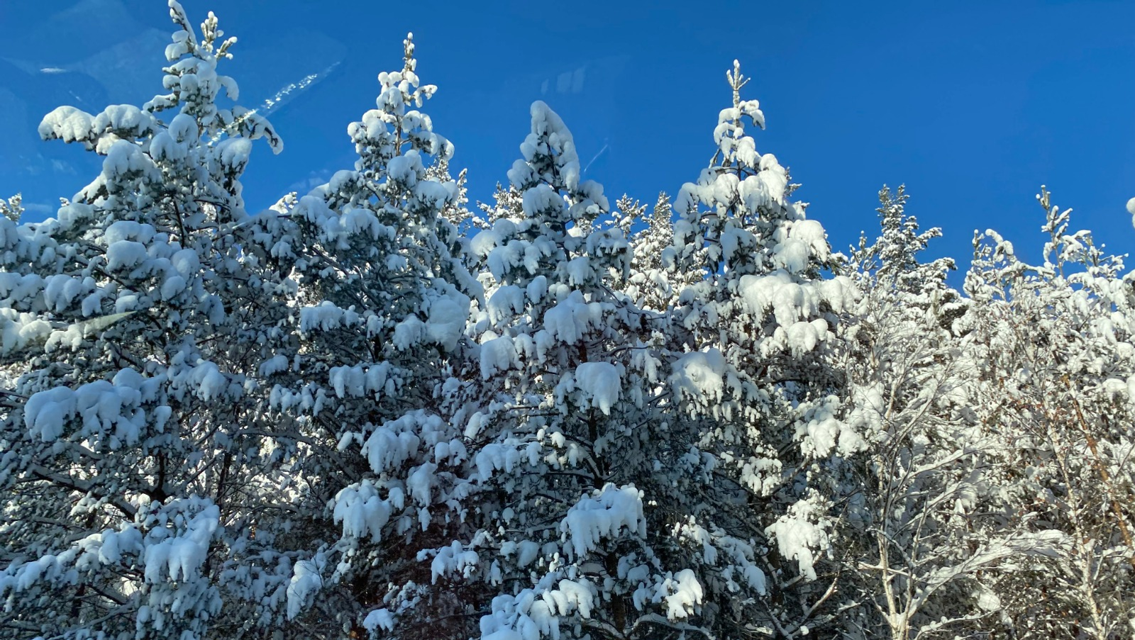 Елены Колоколовой.