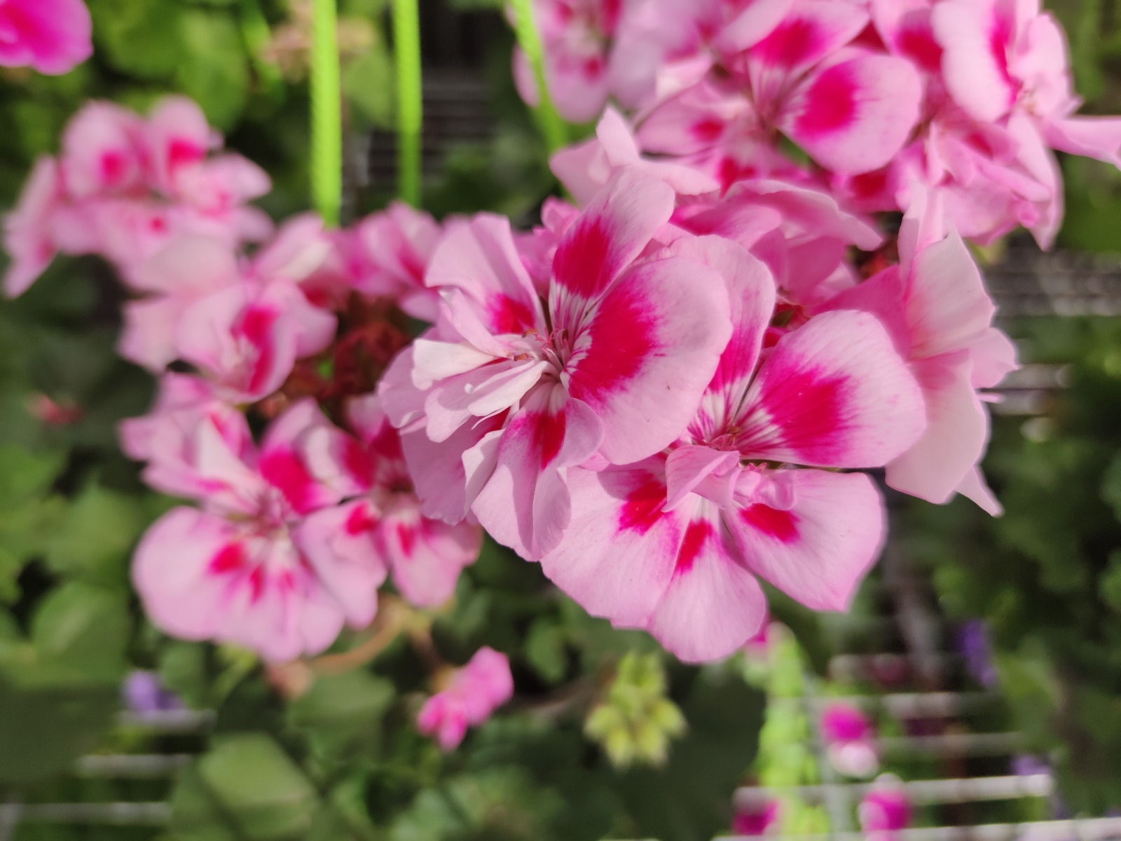 Дарьи Святохиной. «Общественная электронная газета».