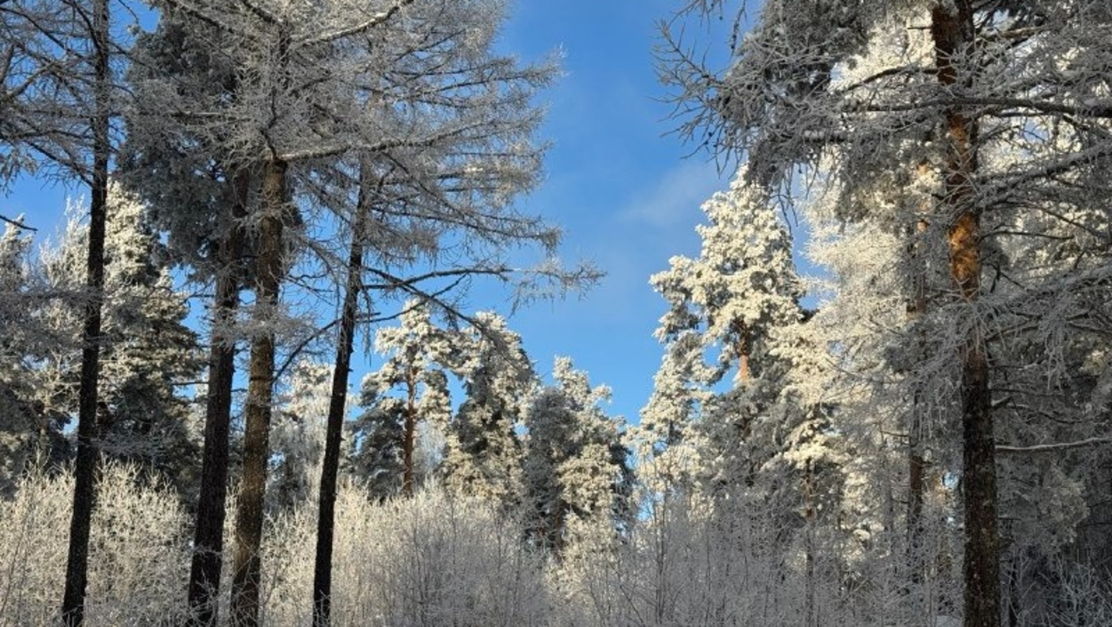 Елены Колоколовой.  «Общественная электронная газета». В Башкирии ударят морозы до -25 градусов.
