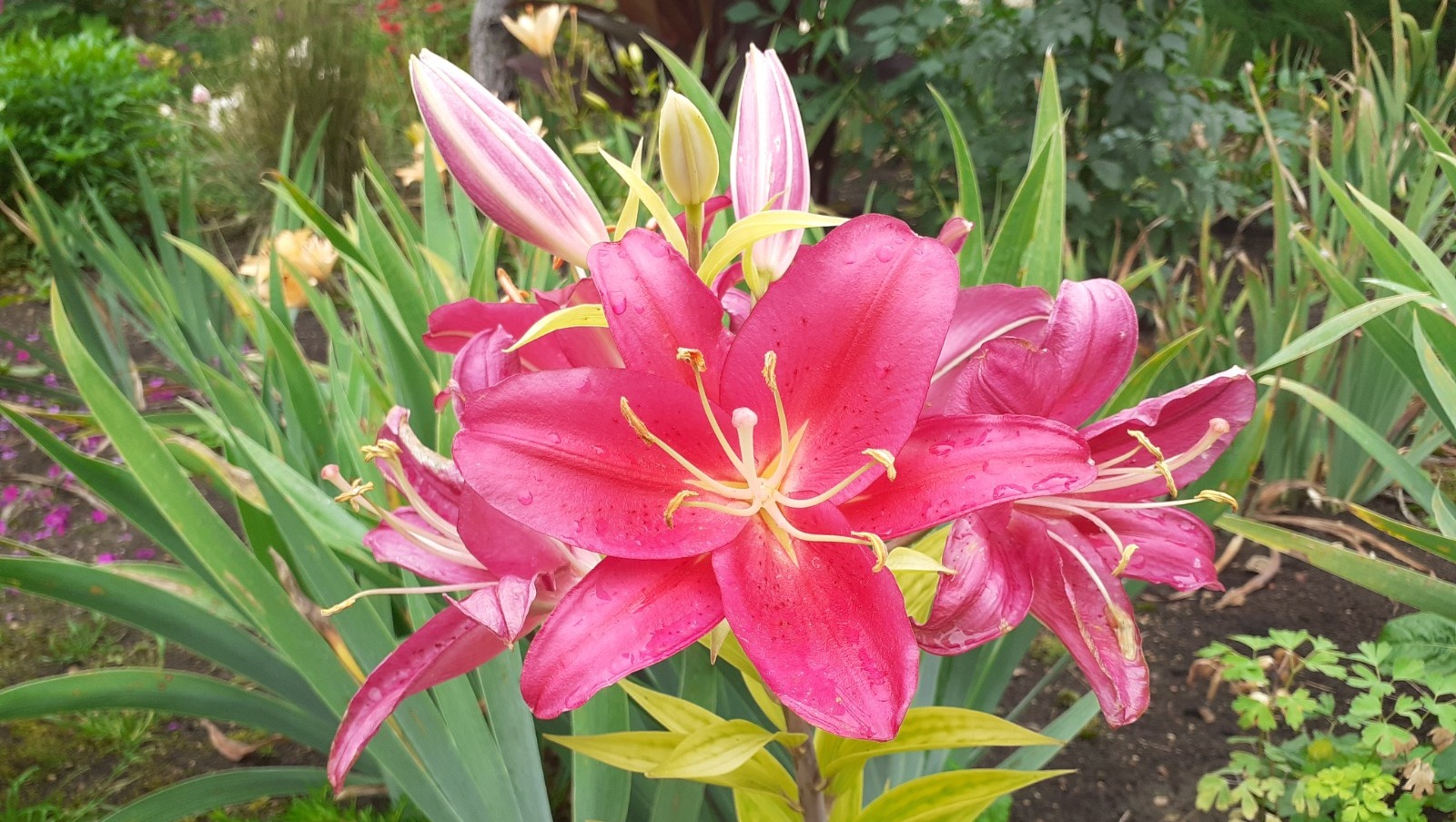 Владимира Шакиева.