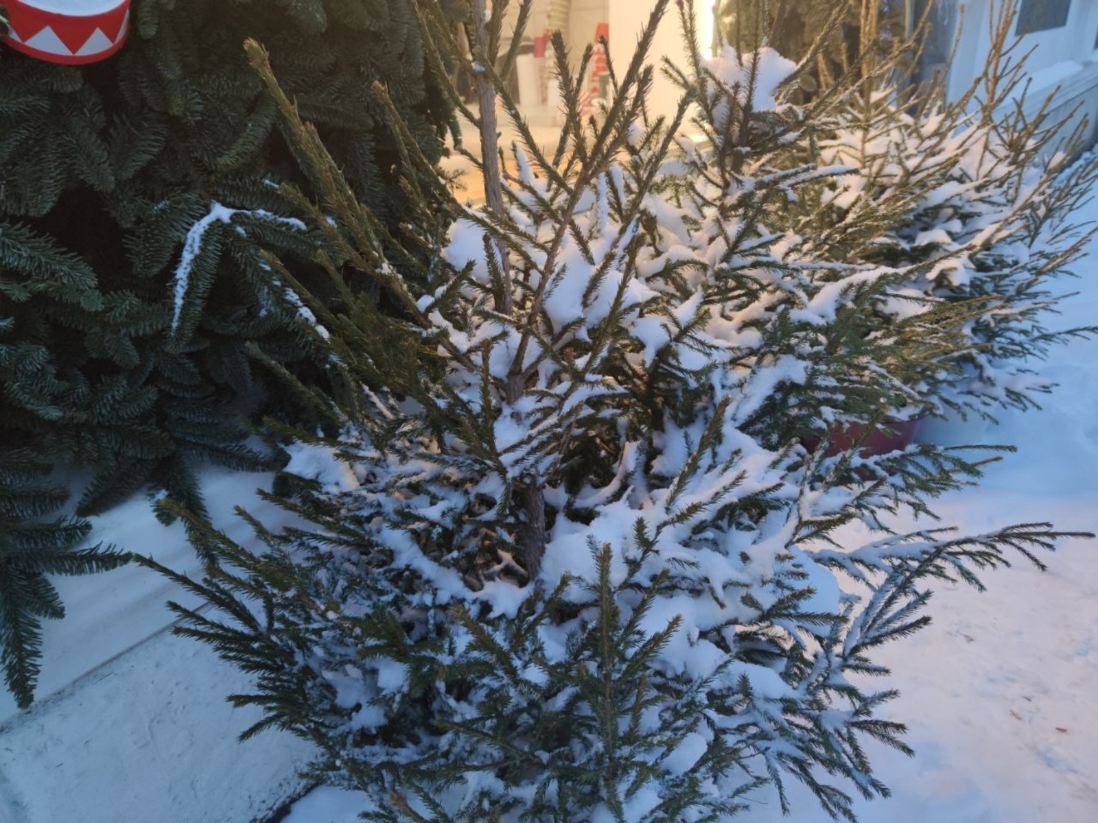 Дарьи Святохиной. «Общественная электронная газета».