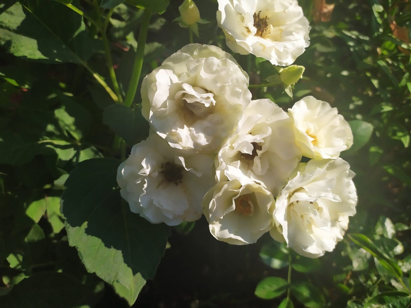 Васили Саитовой.