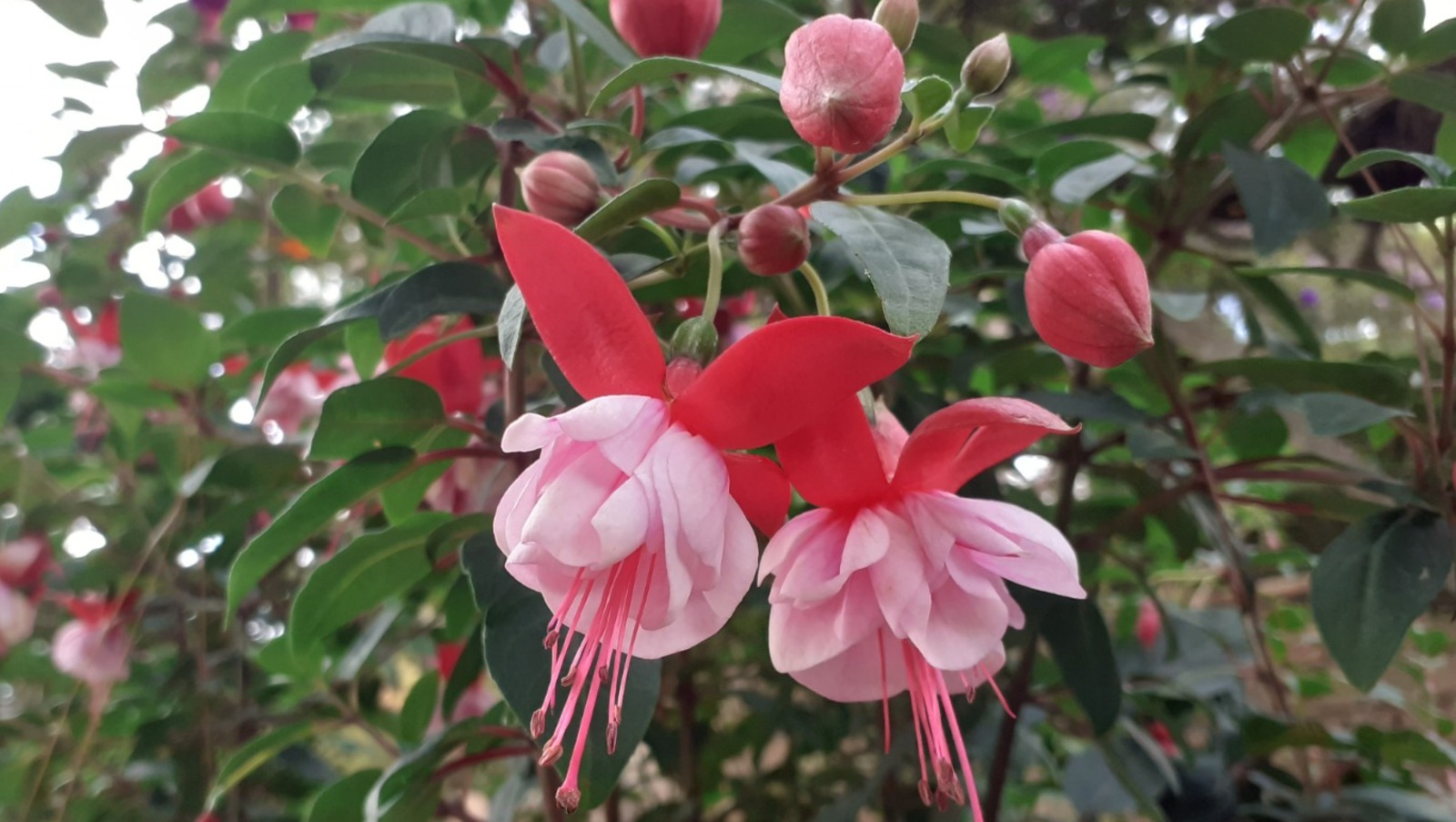 Владимира Шакиева.  «Общественная электронная газета».