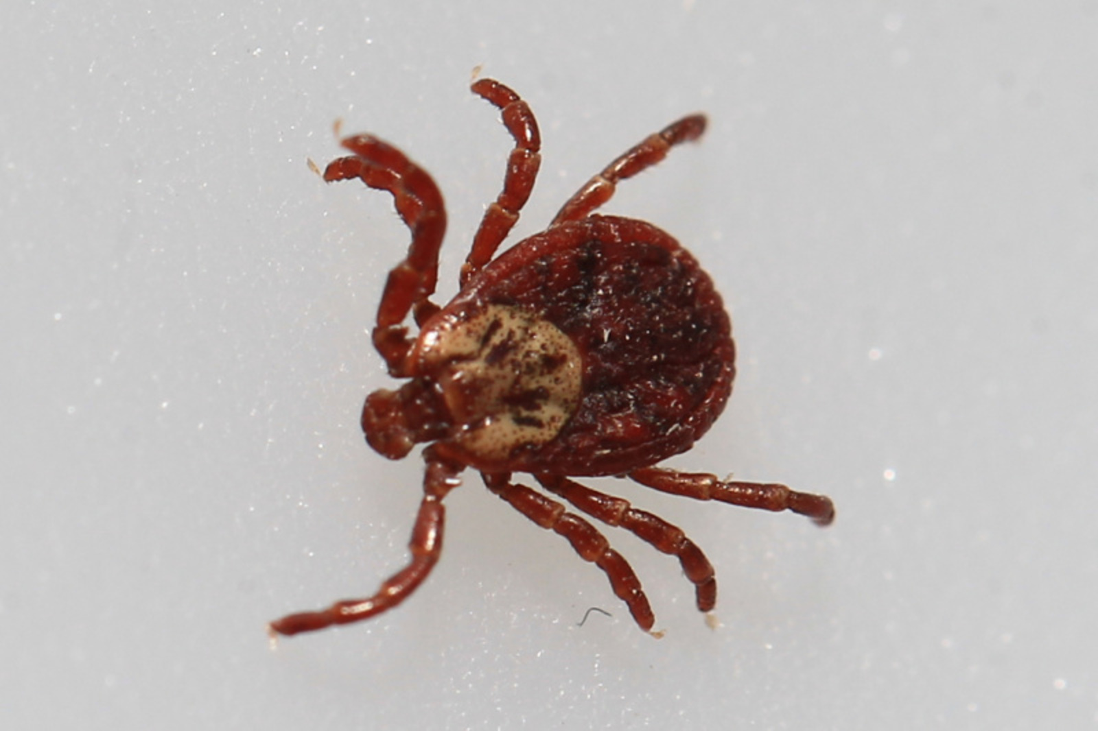 Фото Олега Яровикова.