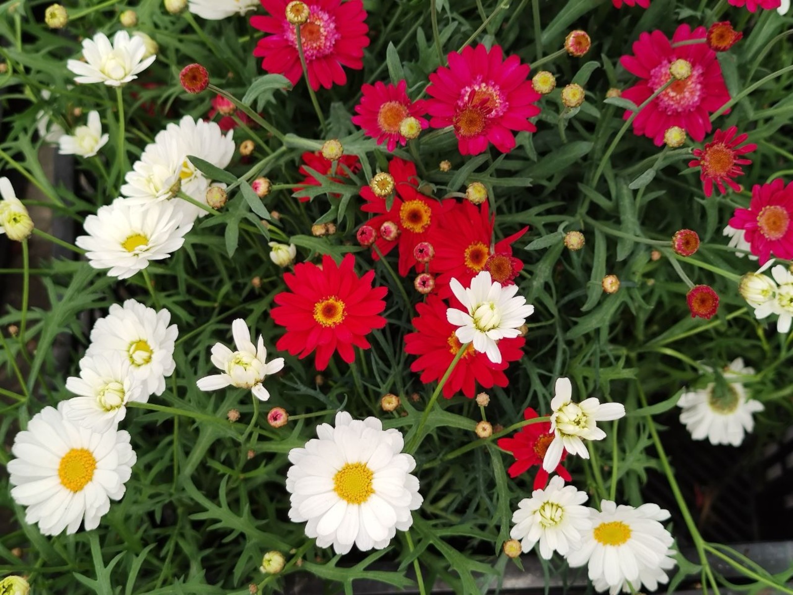 Дарьи Святохиной.