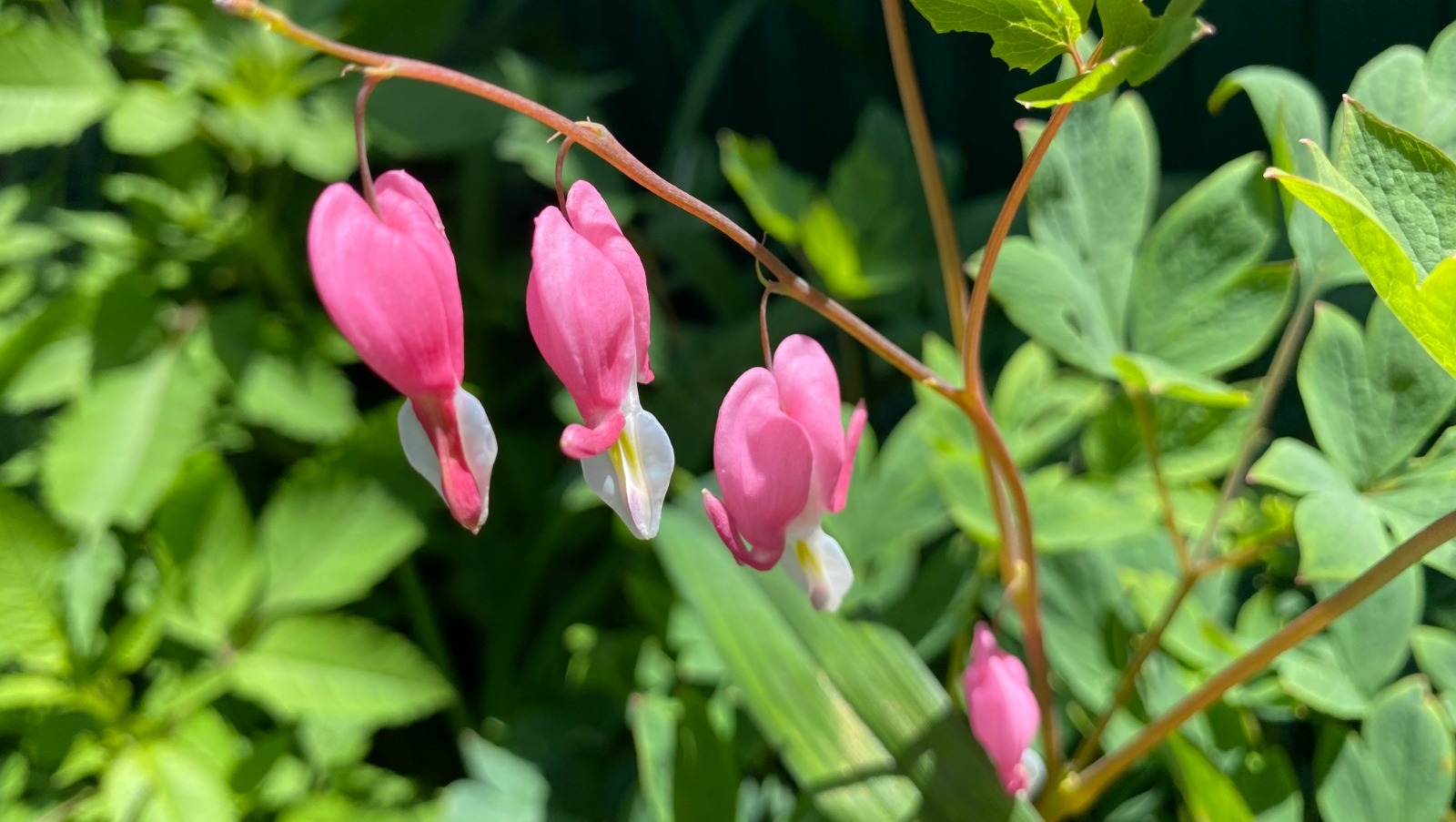 Елены Колоколовой.