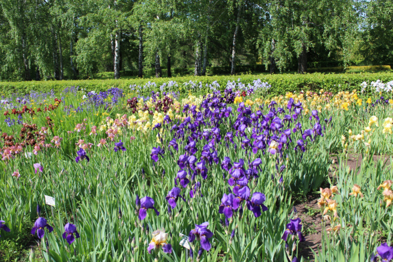 Фото автора.