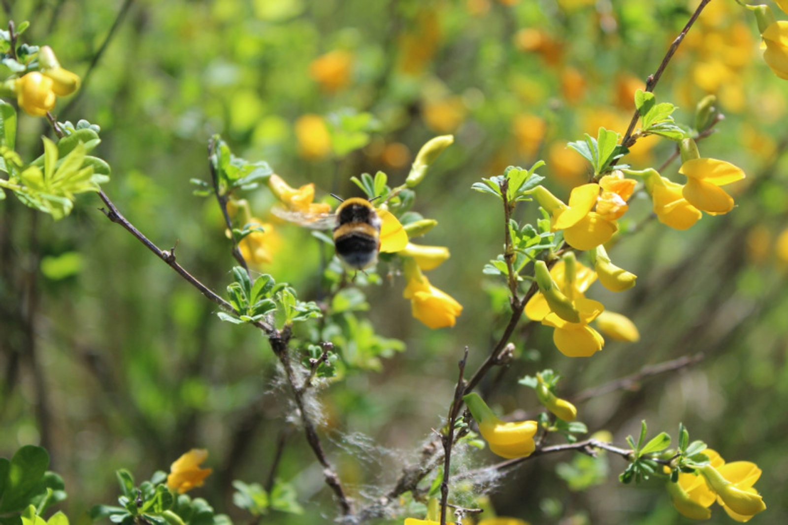 Фото автора.