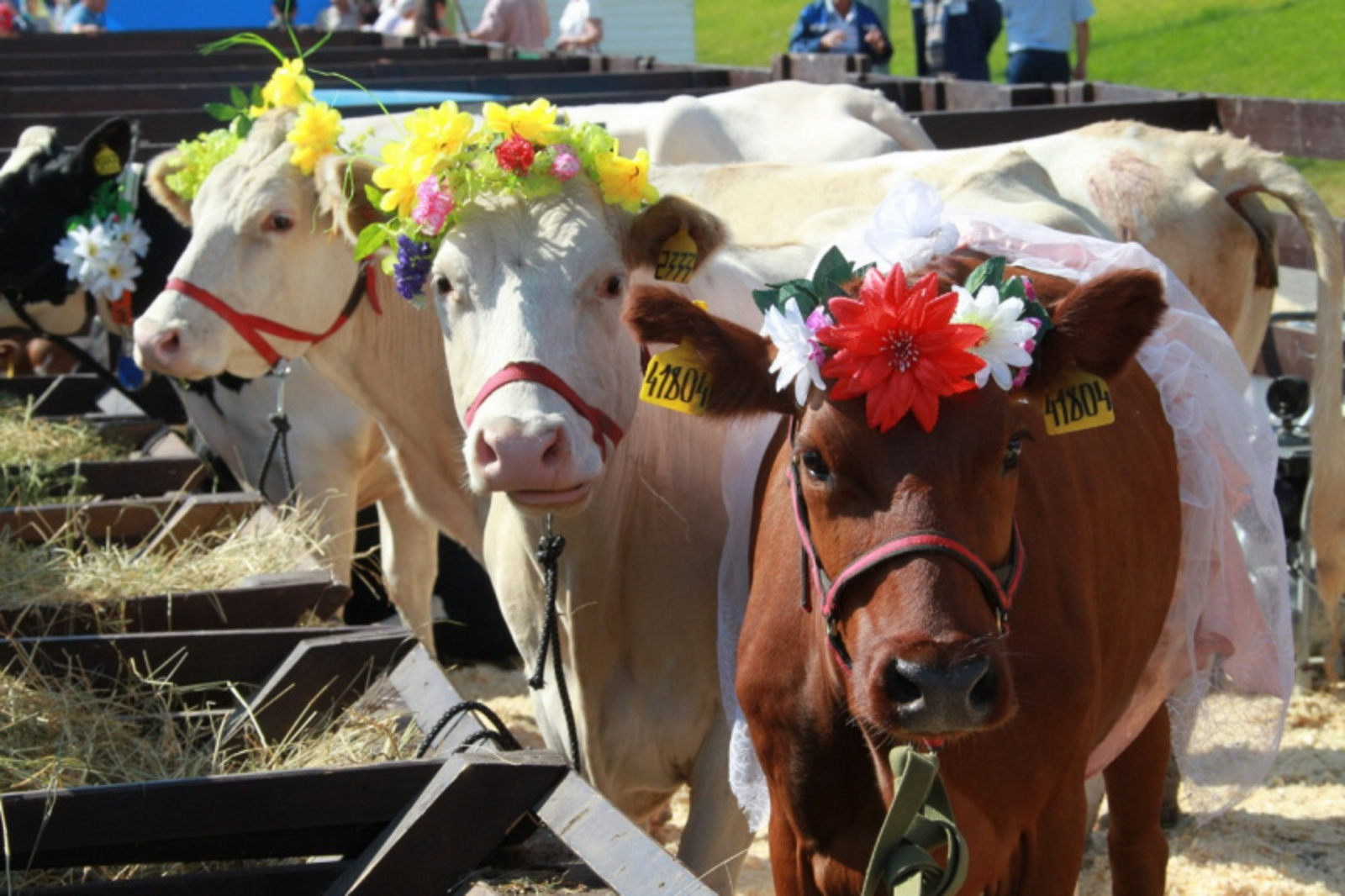 Фото: Vk, личная страница Радия Хабирова.