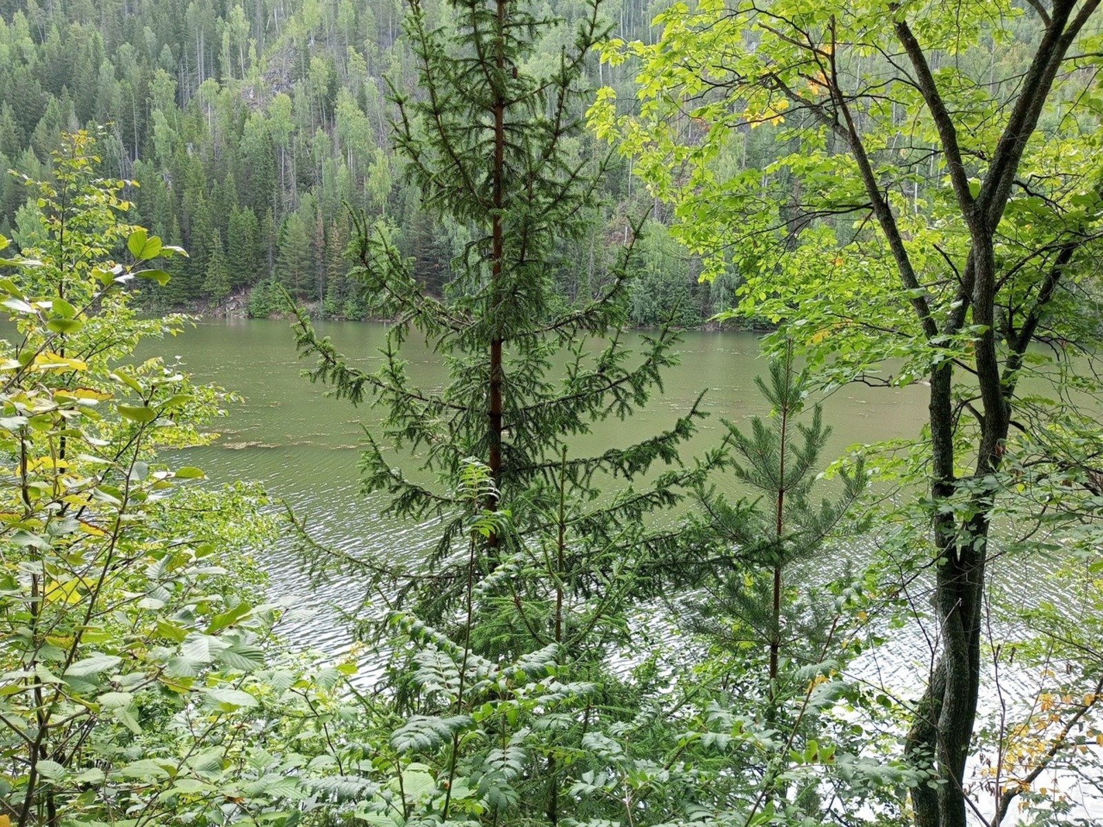 Евгении Сюткиной.