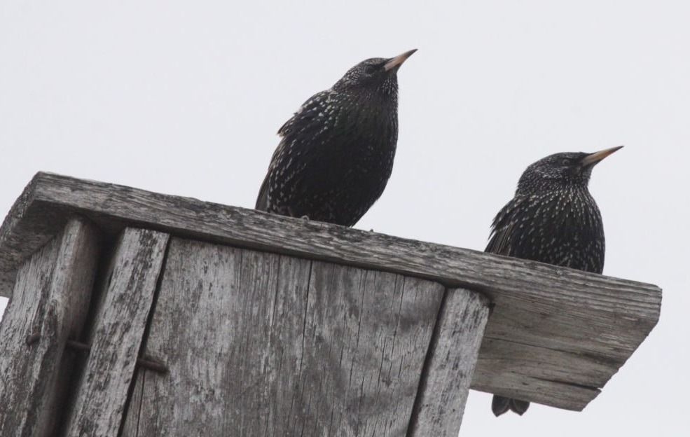 Полины Полежанкиной. предоставлено.